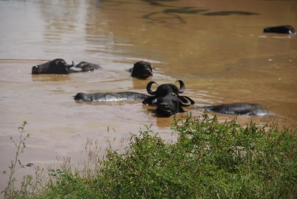 Other Animals in Lanka Beach Bungalows