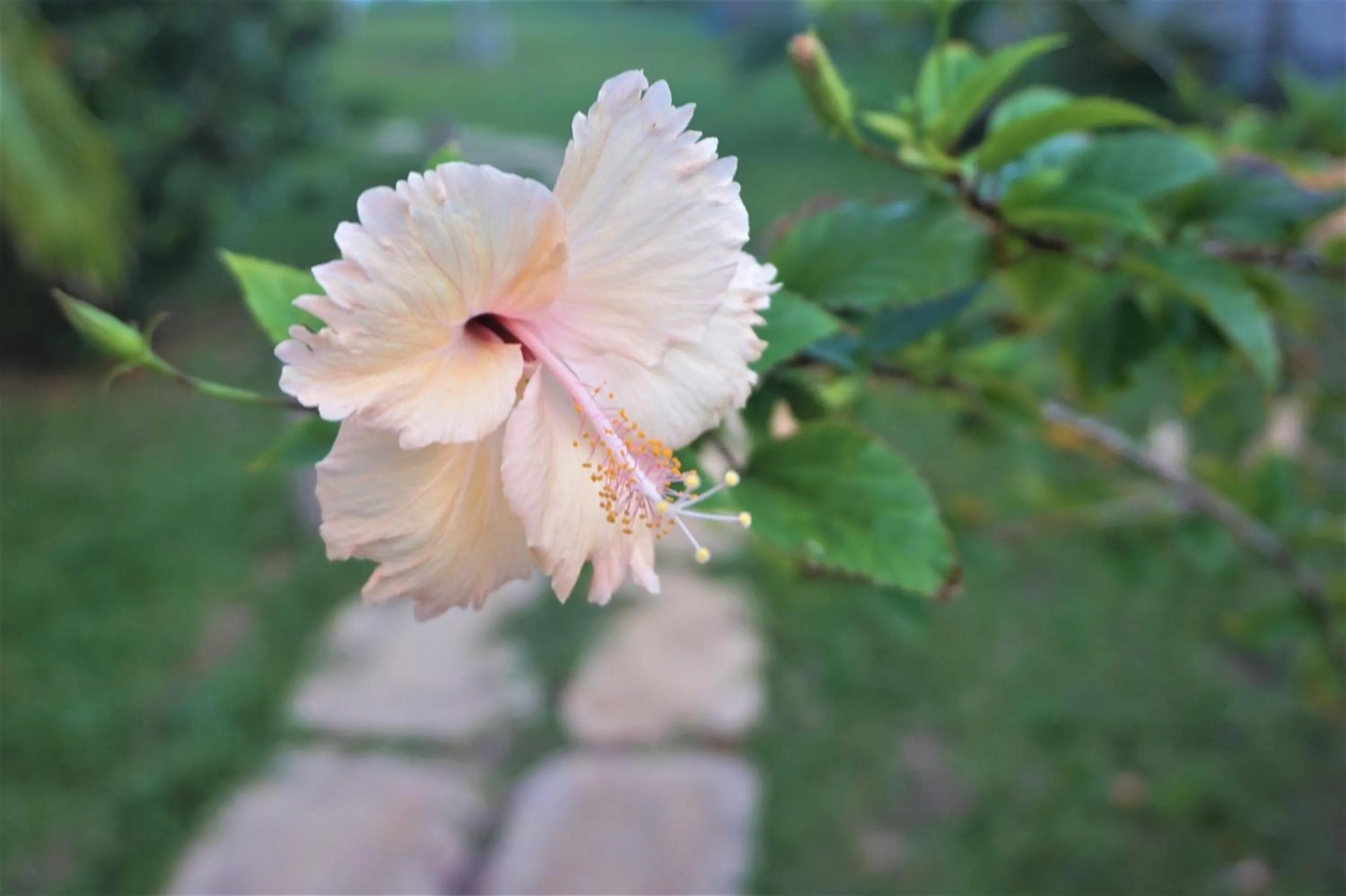 Other Animals in Lanka Beach Bungalows
