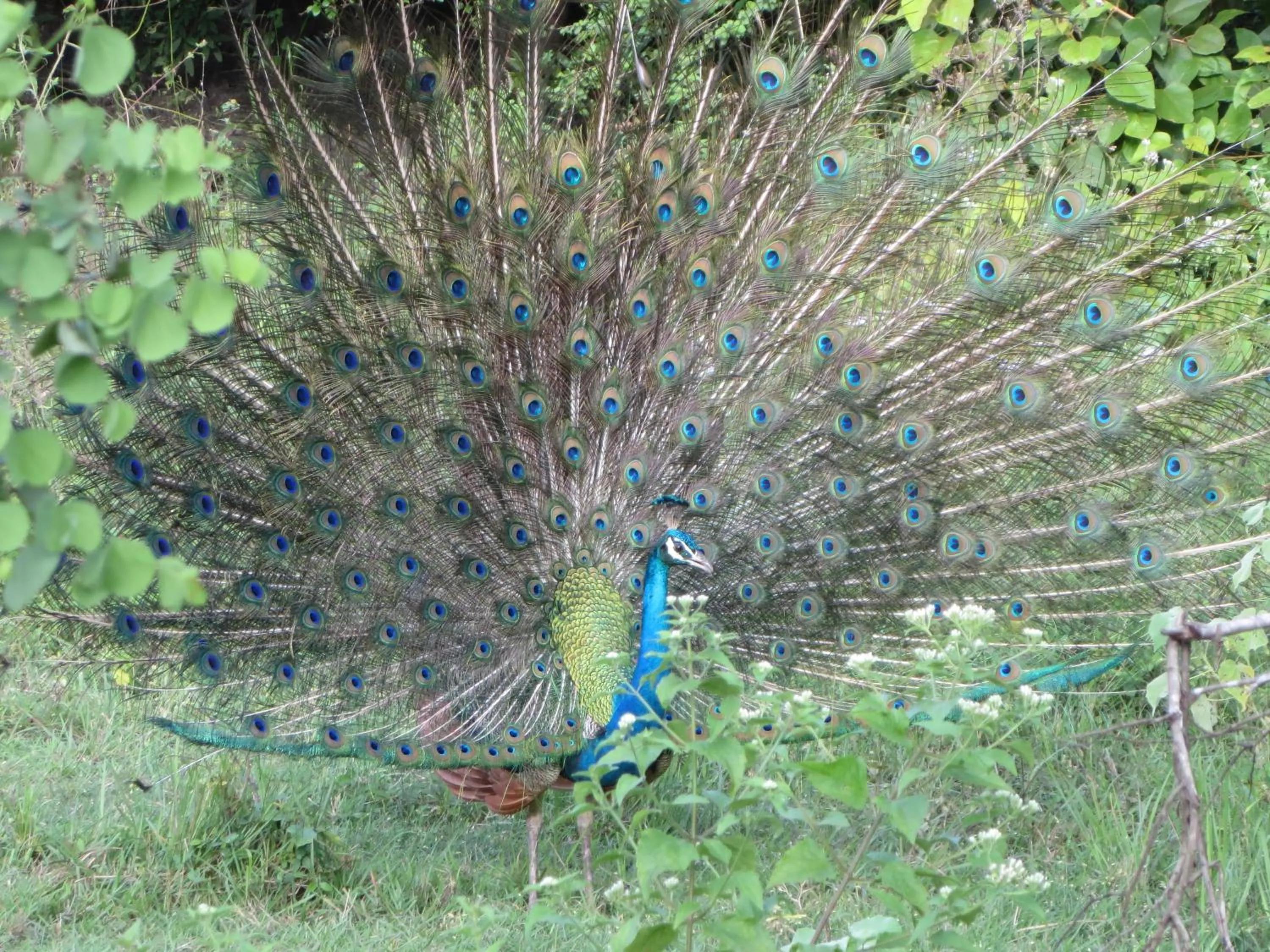 Animals, Other Animals in Lanka Beach Bungalows