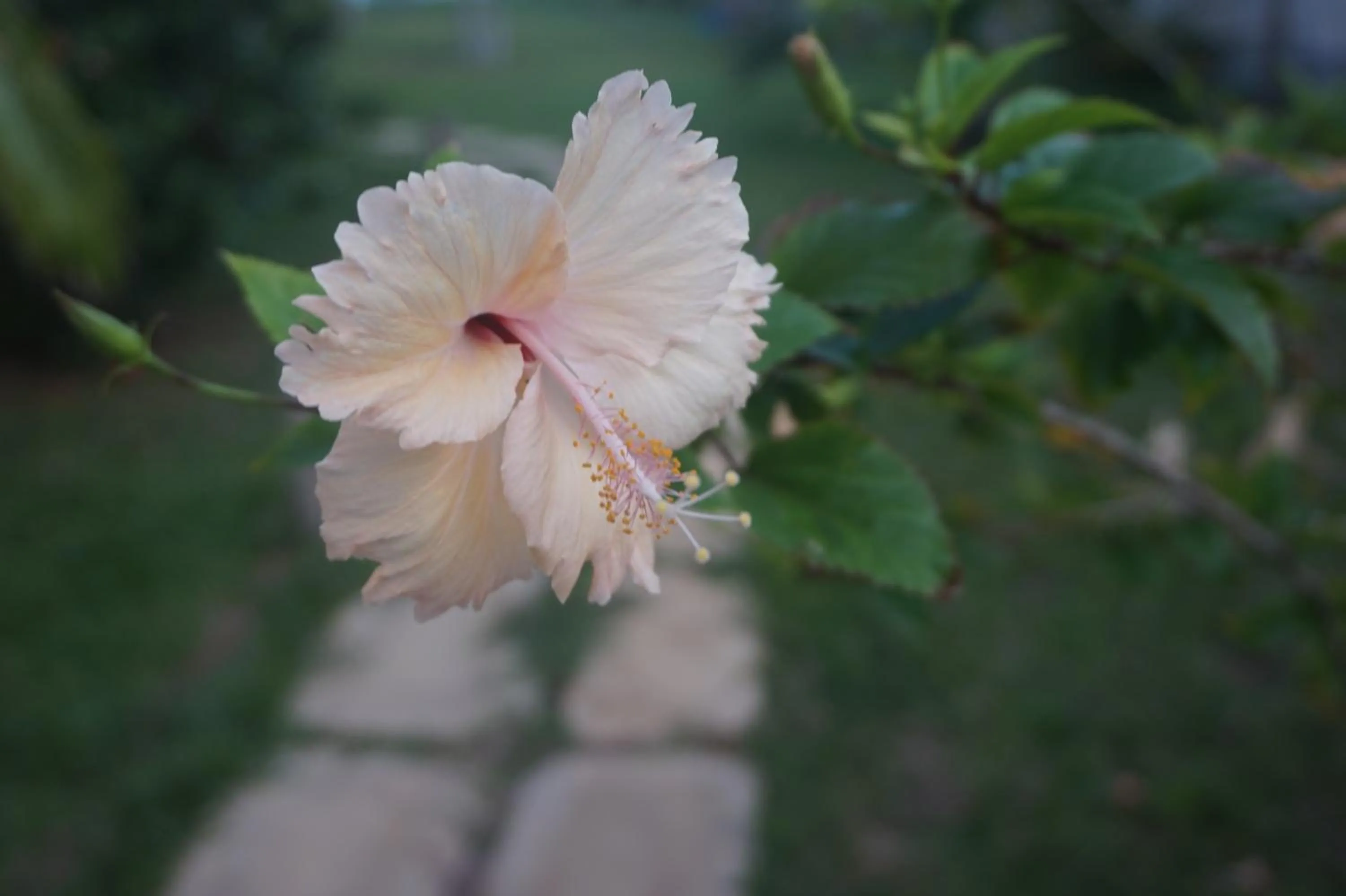 Other Animals in Lanka Beach Bungalows
