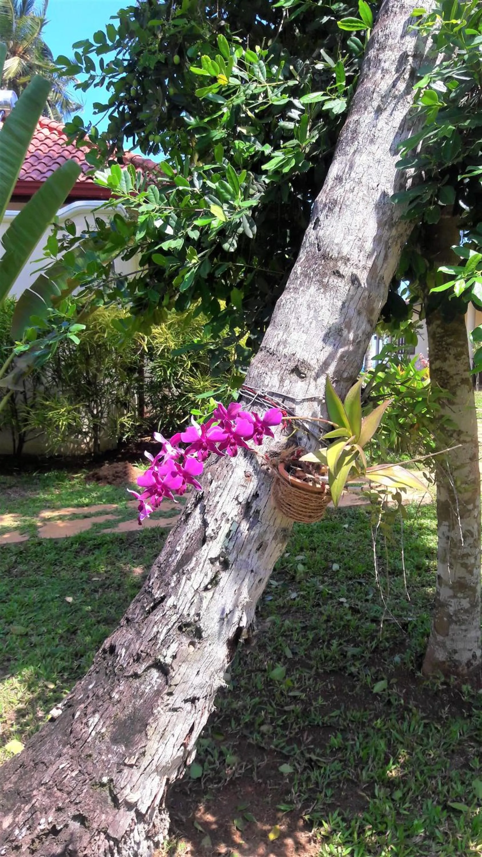 Garden in Lanka Beach Bungalows