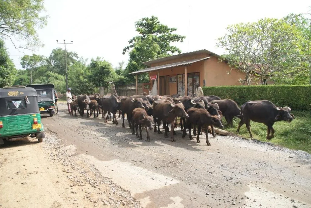 Lanka Beach Bungalows
