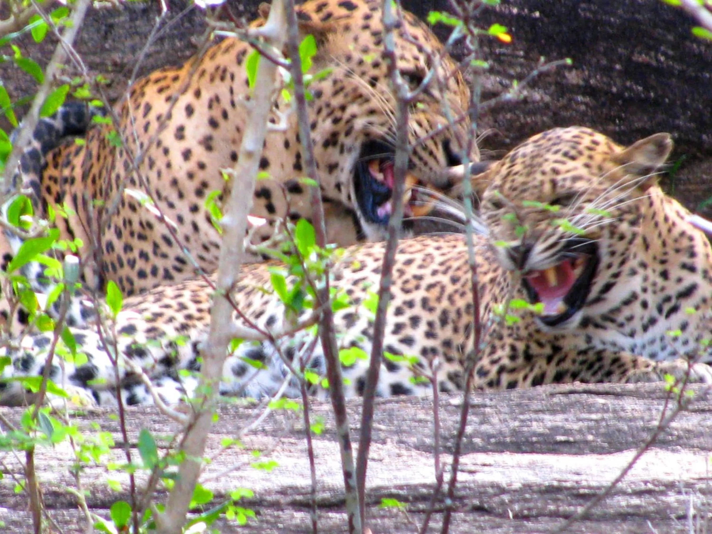 Other Animals in Lanka Beach Bungalows