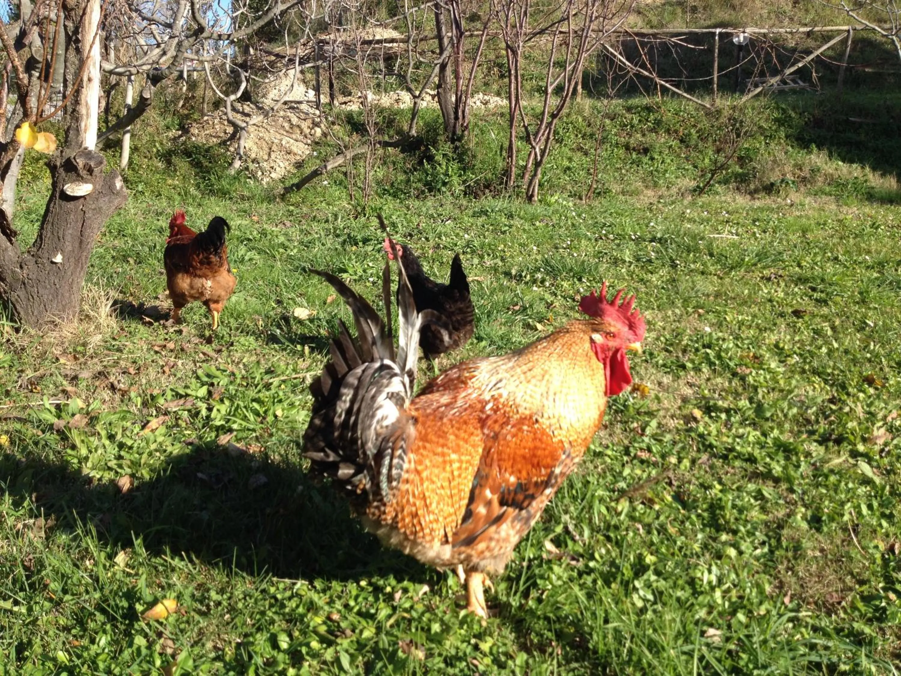 Animals in Via col Vento