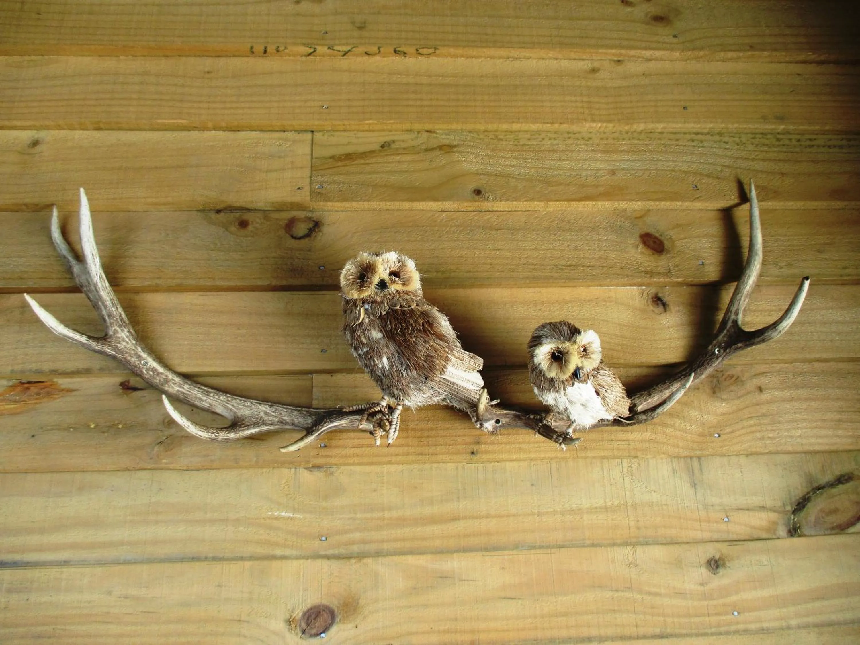 Restaurant/places to eat in FatOwl Motel, Bar & Eatery