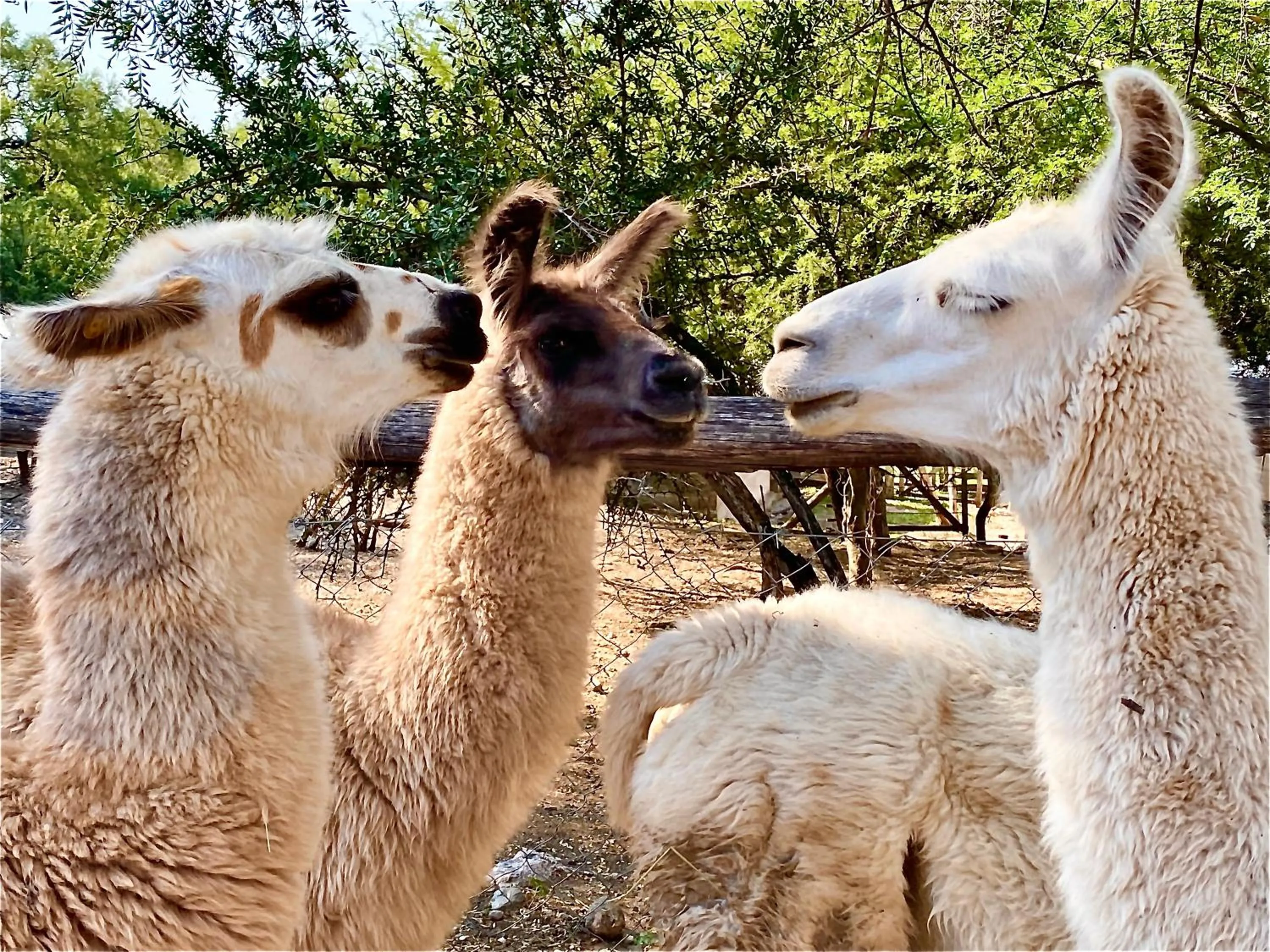 Animals in Posada Rural La Matilde