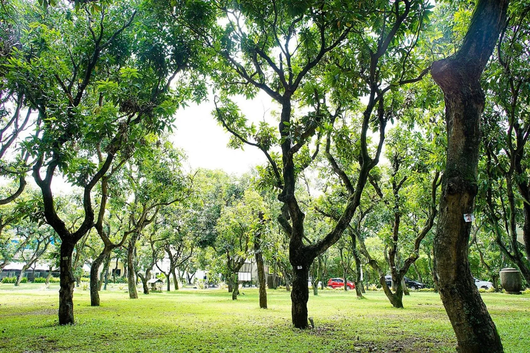 Garden in Adhiwangsa Hotel