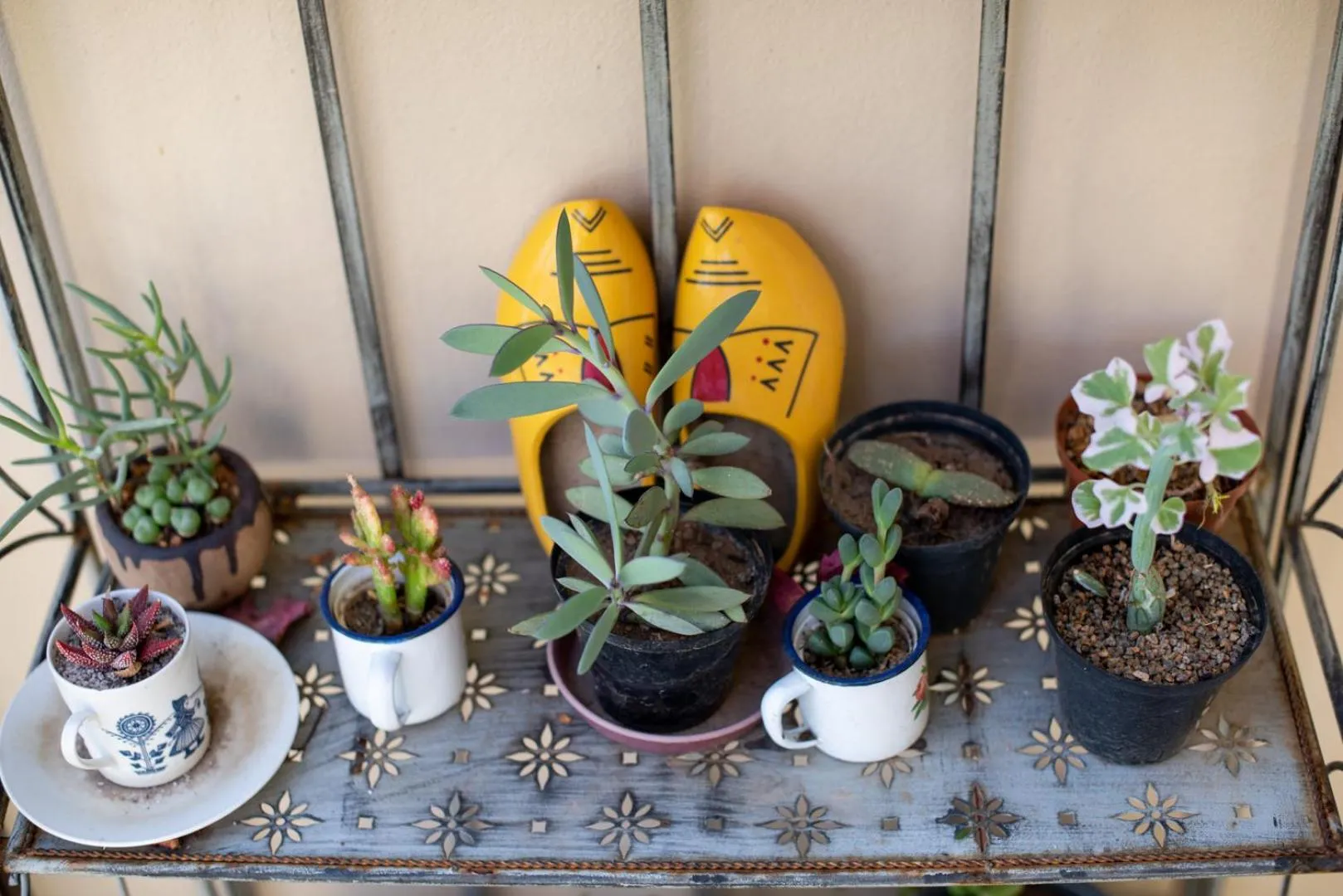 Garden in African Tulip Guesthouse