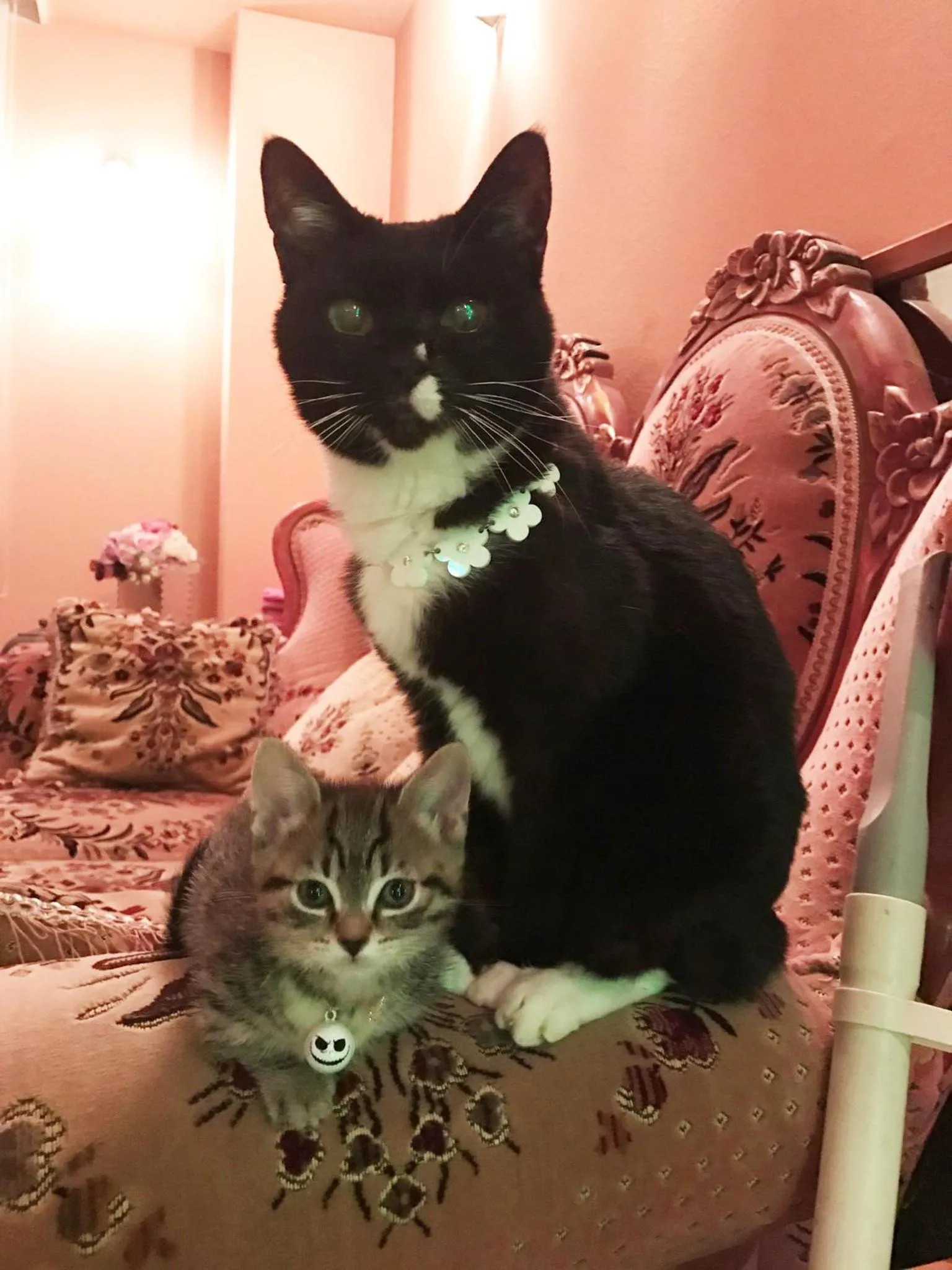 Pets in Asama Kogen Hotel