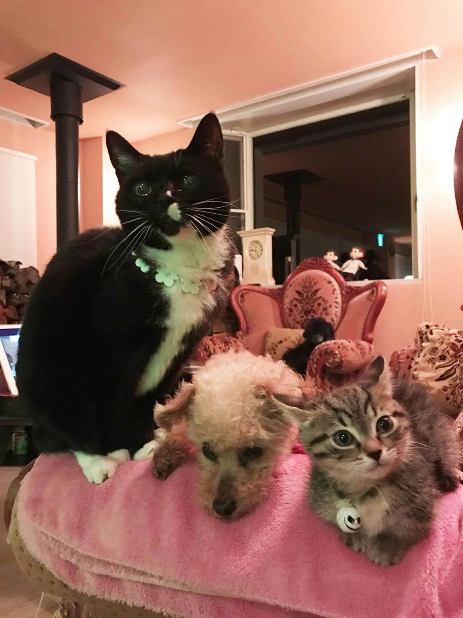 Pets in Asama Kogen Hotel