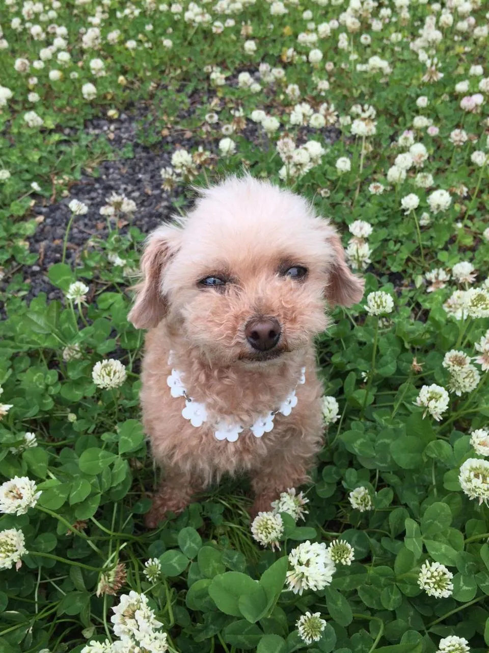 Pets in Asama Kogen Hotel