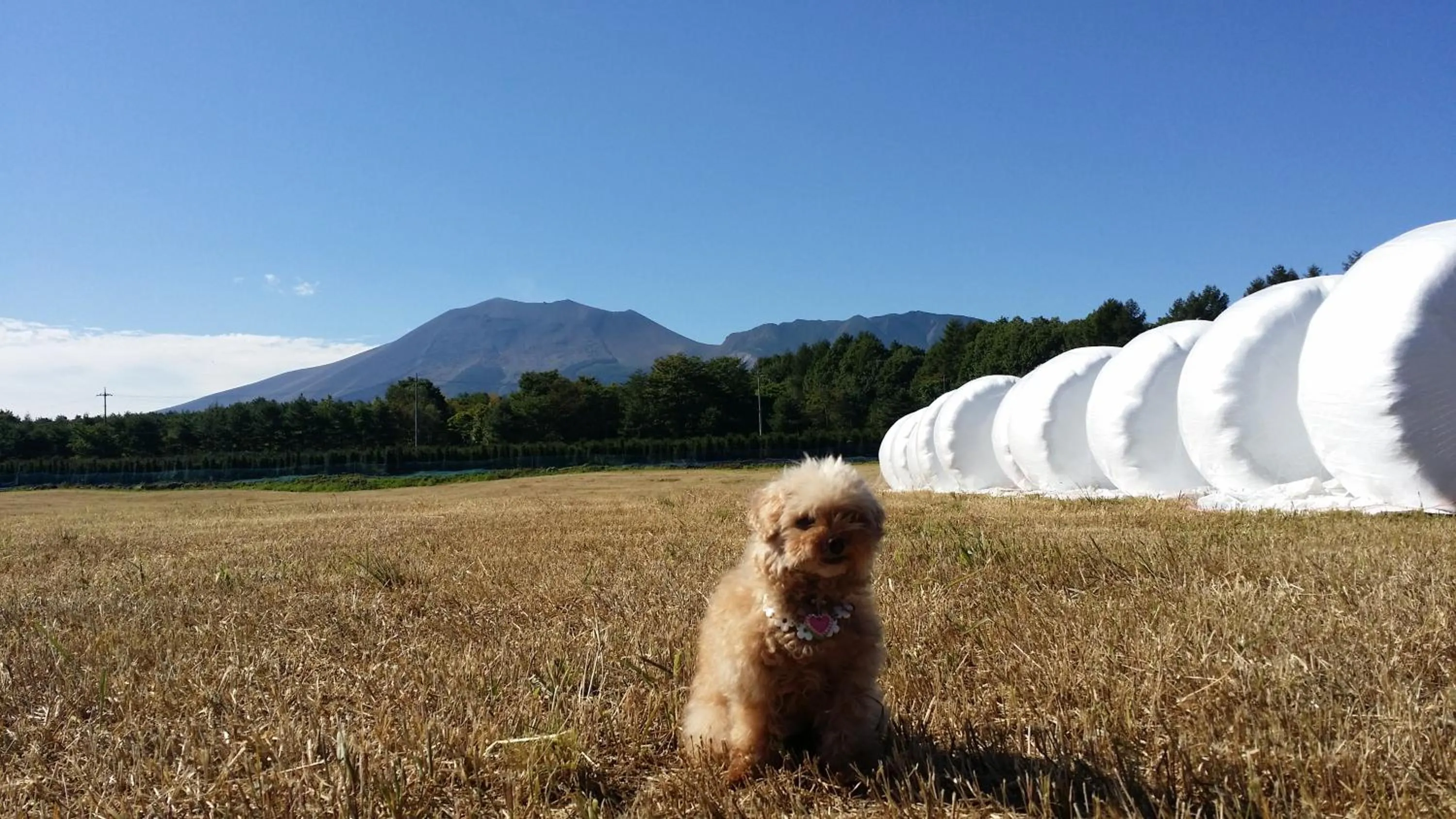 Pets in Asama Kogen Hotel