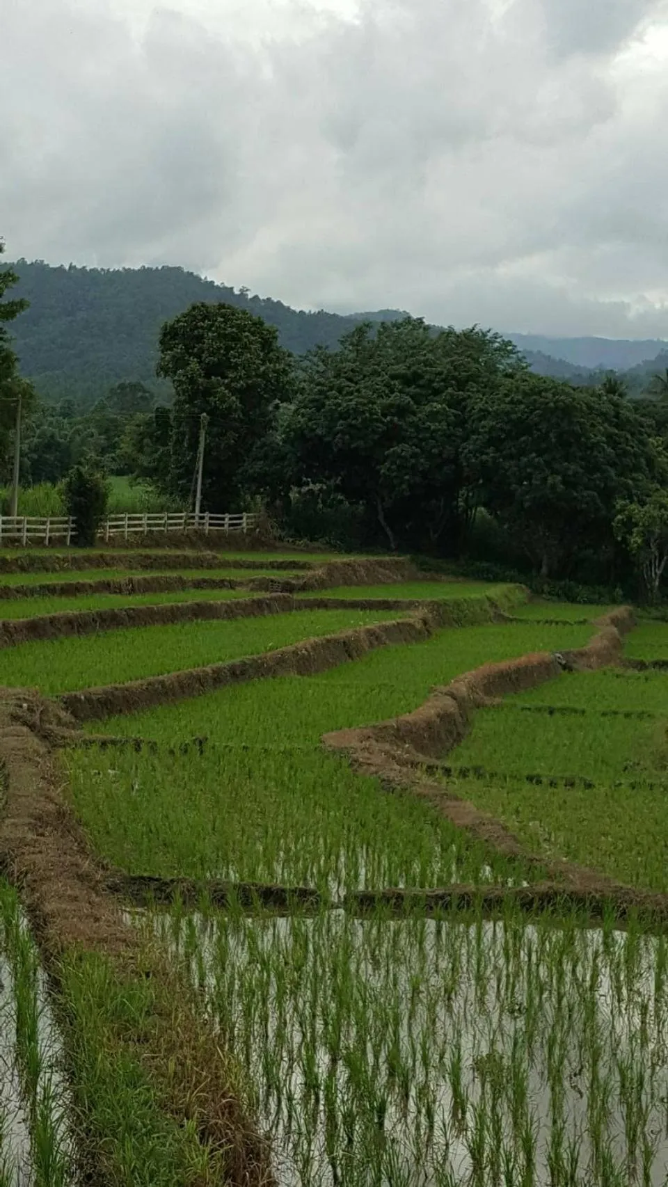 Natural landscape in Buraphat Resort