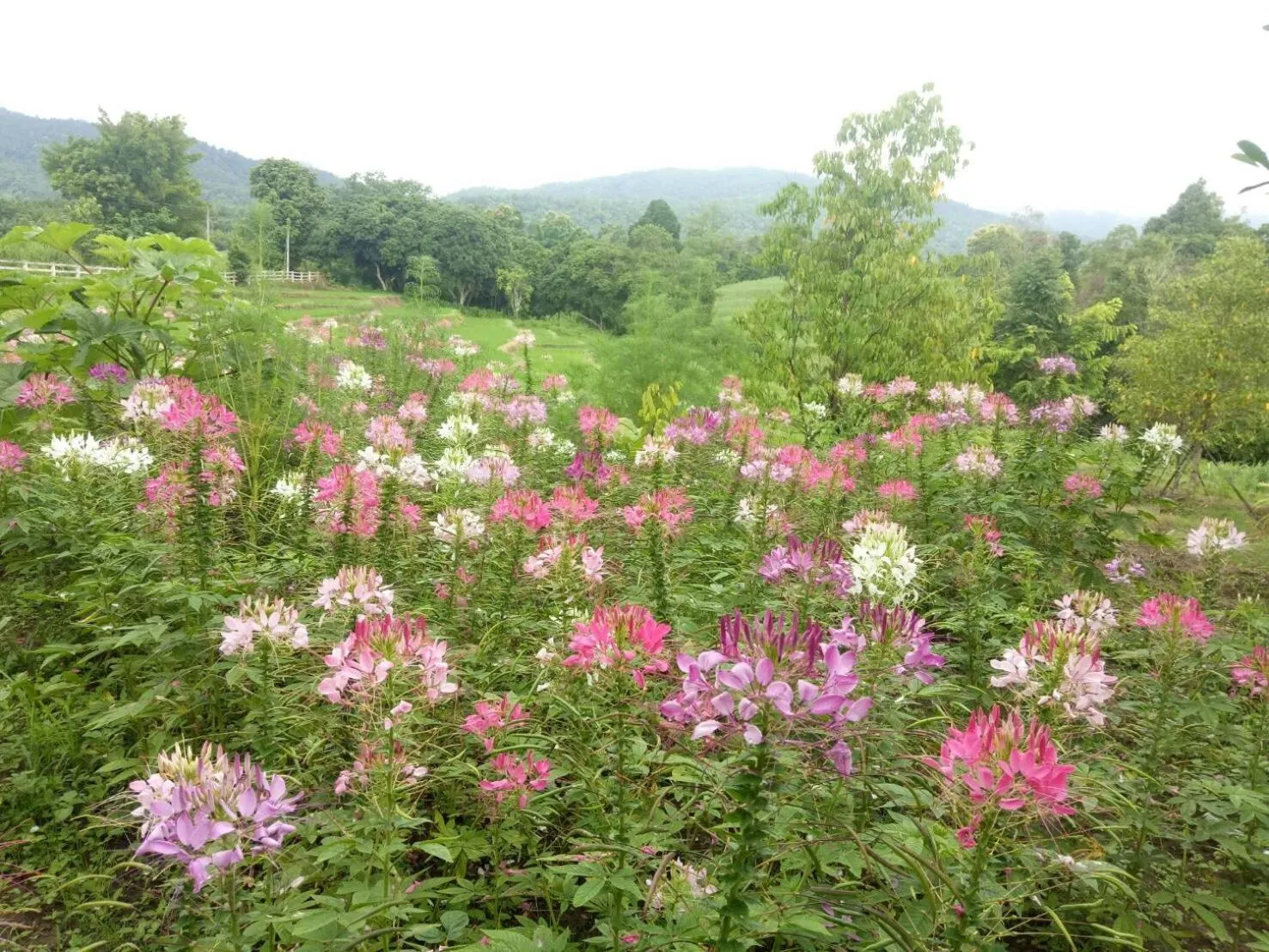 Garden in Buraphat Resort