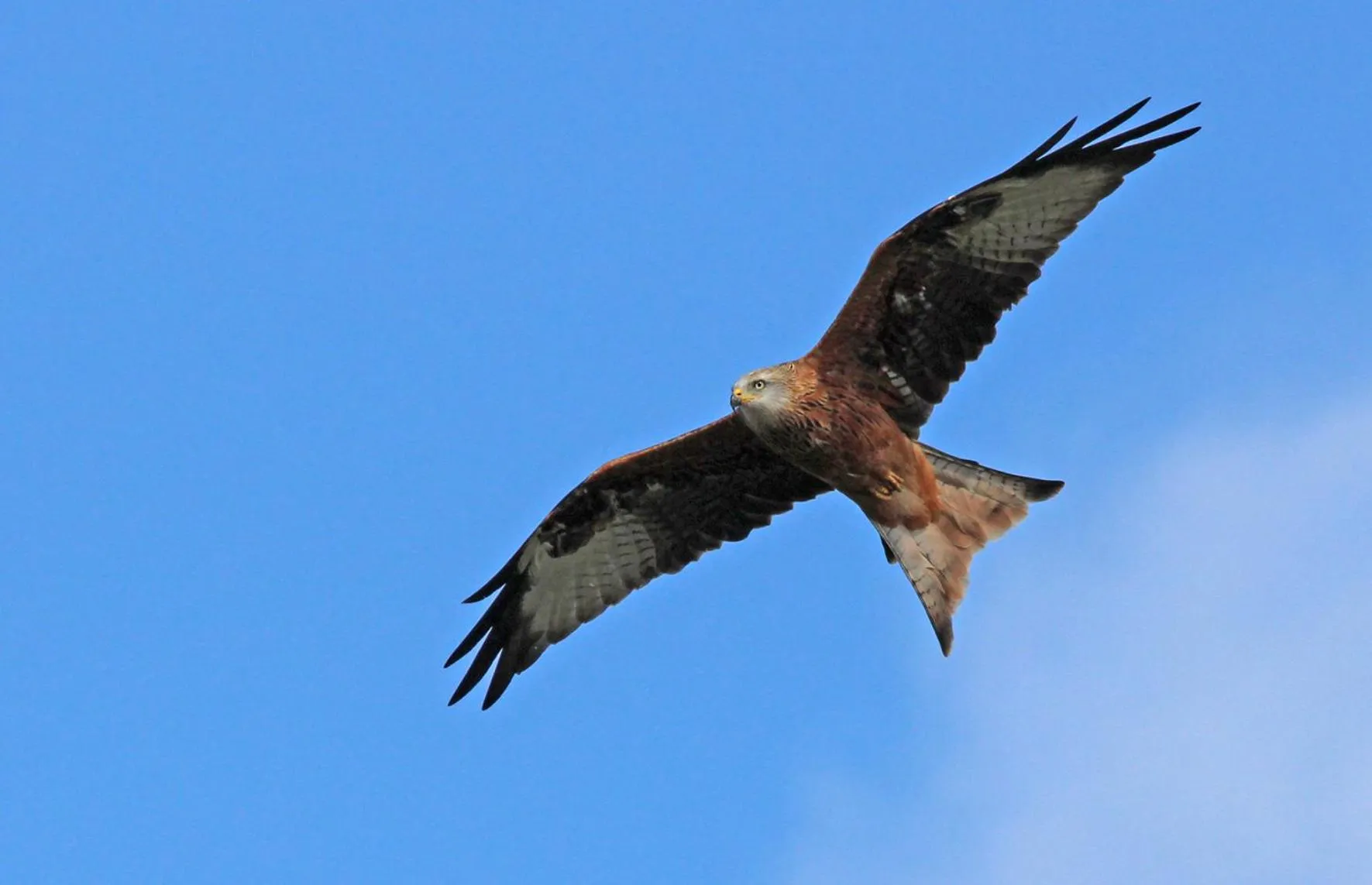 Animals in Sound of the River