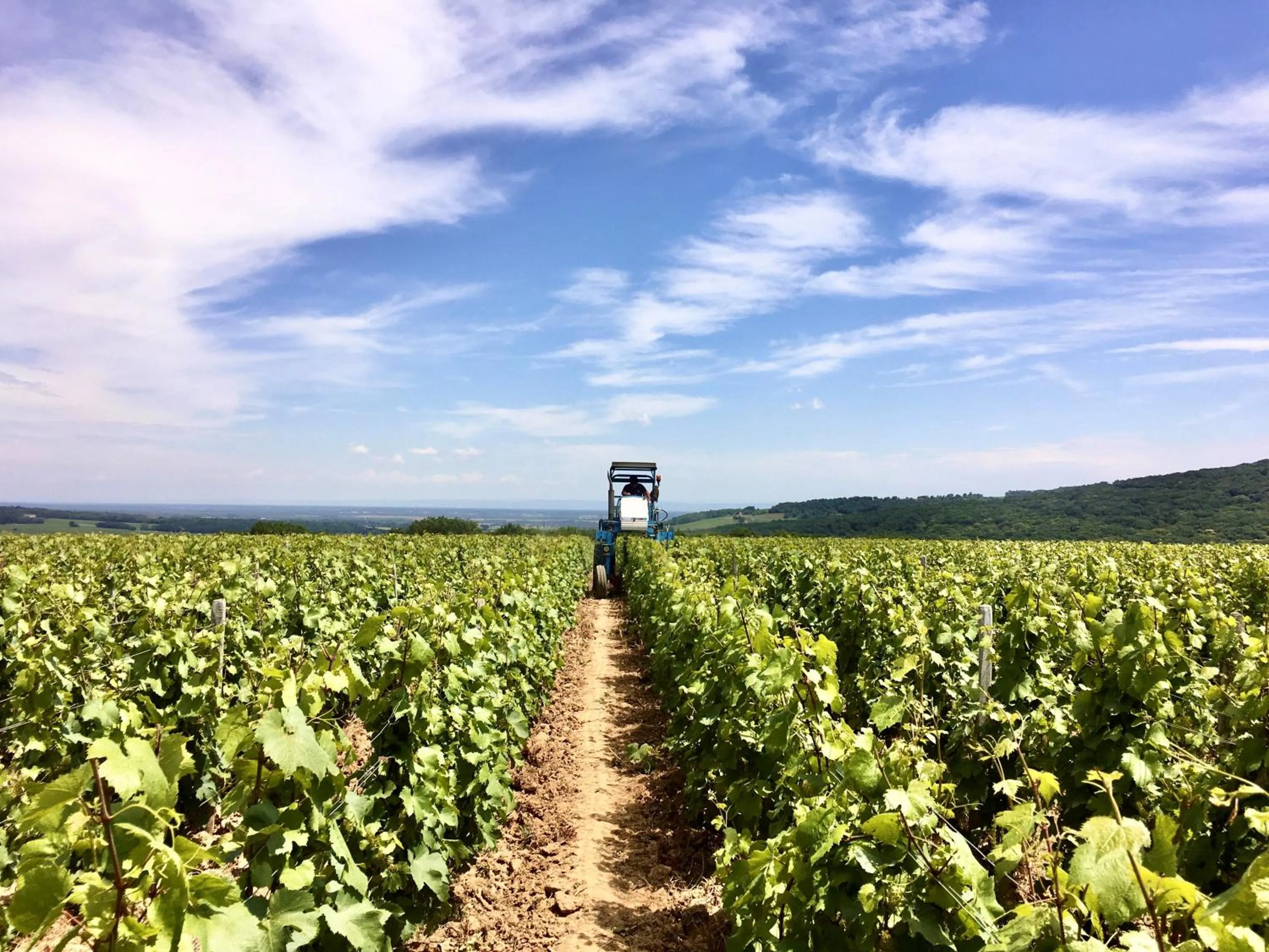 Bird's eye view in Domaine Joseph LAFARGE Wine Resort B&B