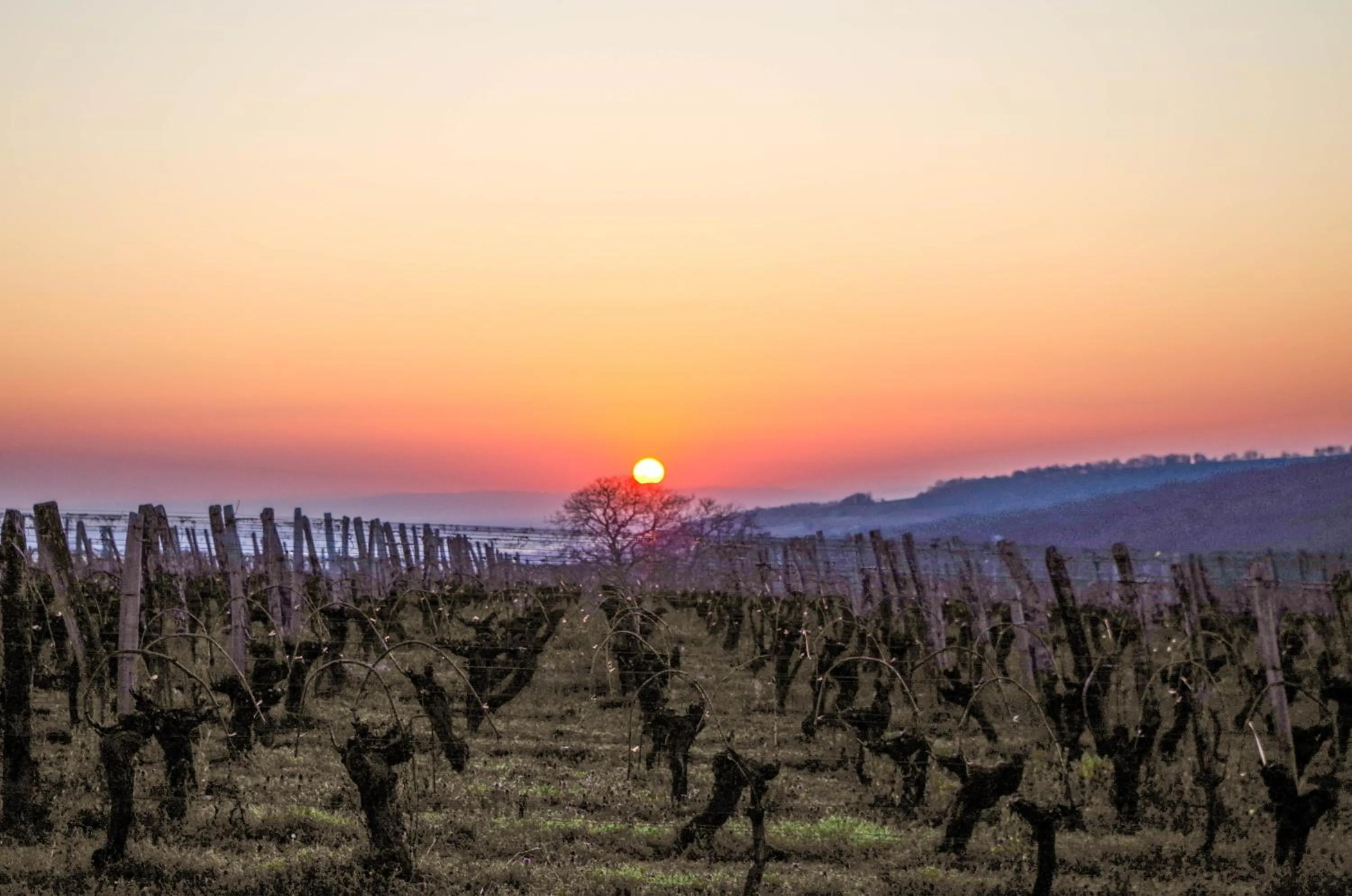 Bird's eye view in Domaine Joseph LAFARGE Wine Resort B&B
