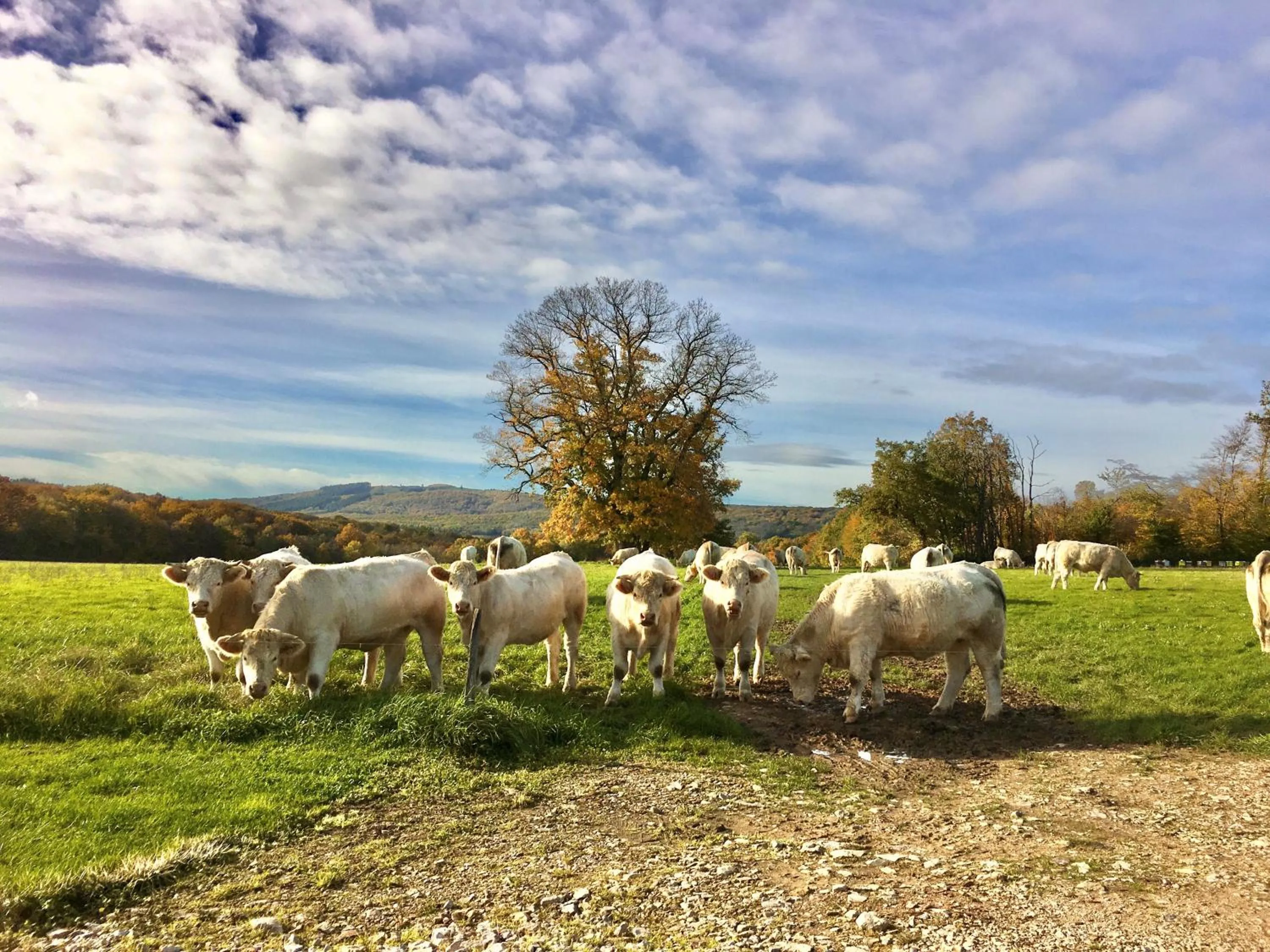 Bird's eye view in Domaine Joseph LAFARGE Wine Resort B&B