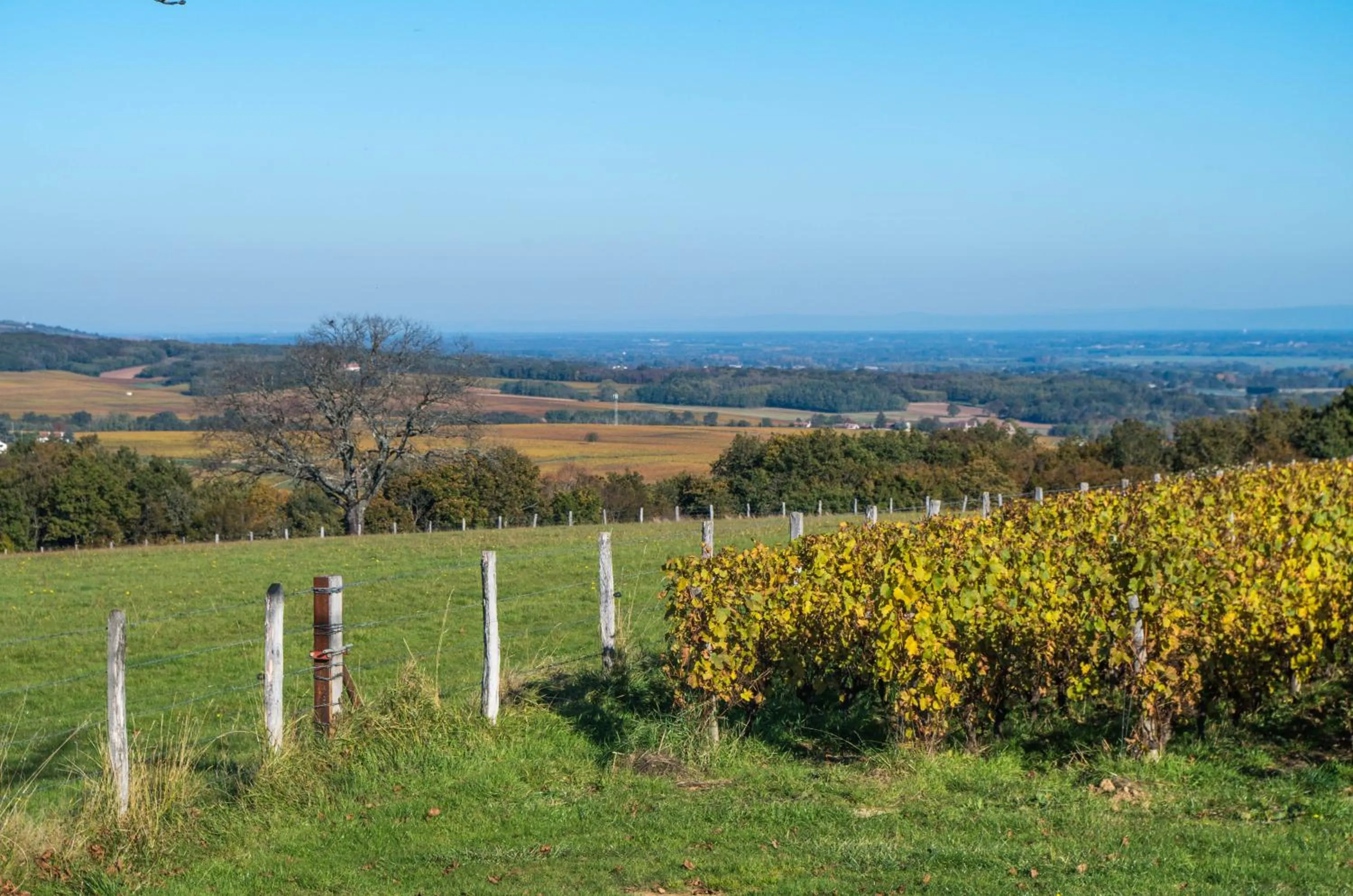 Bird's eye view in Domaine Joseph LAFARGE Wine Resort B&B