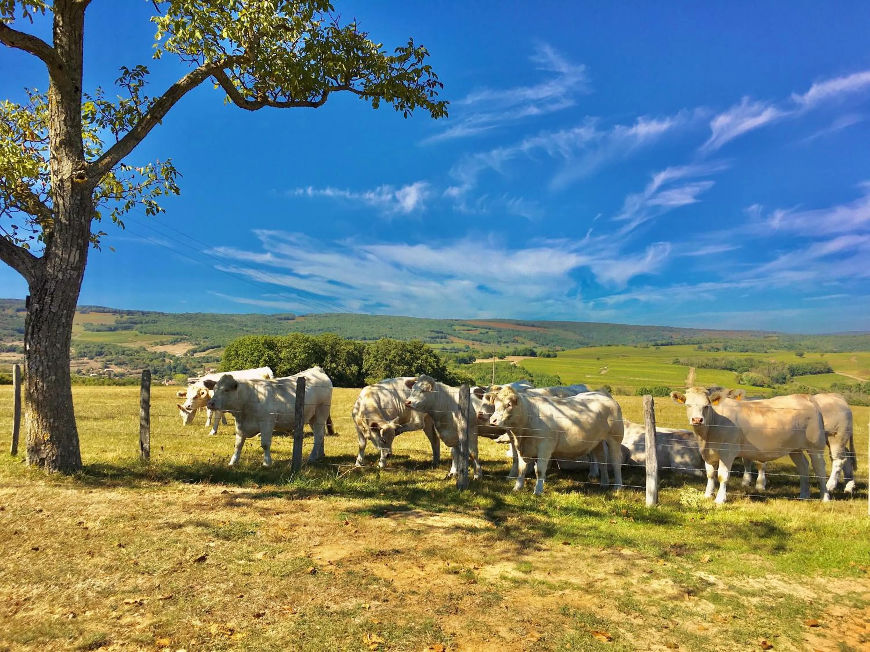 Pets in Domaine Joseph LAFARGE Wine Resort B&B