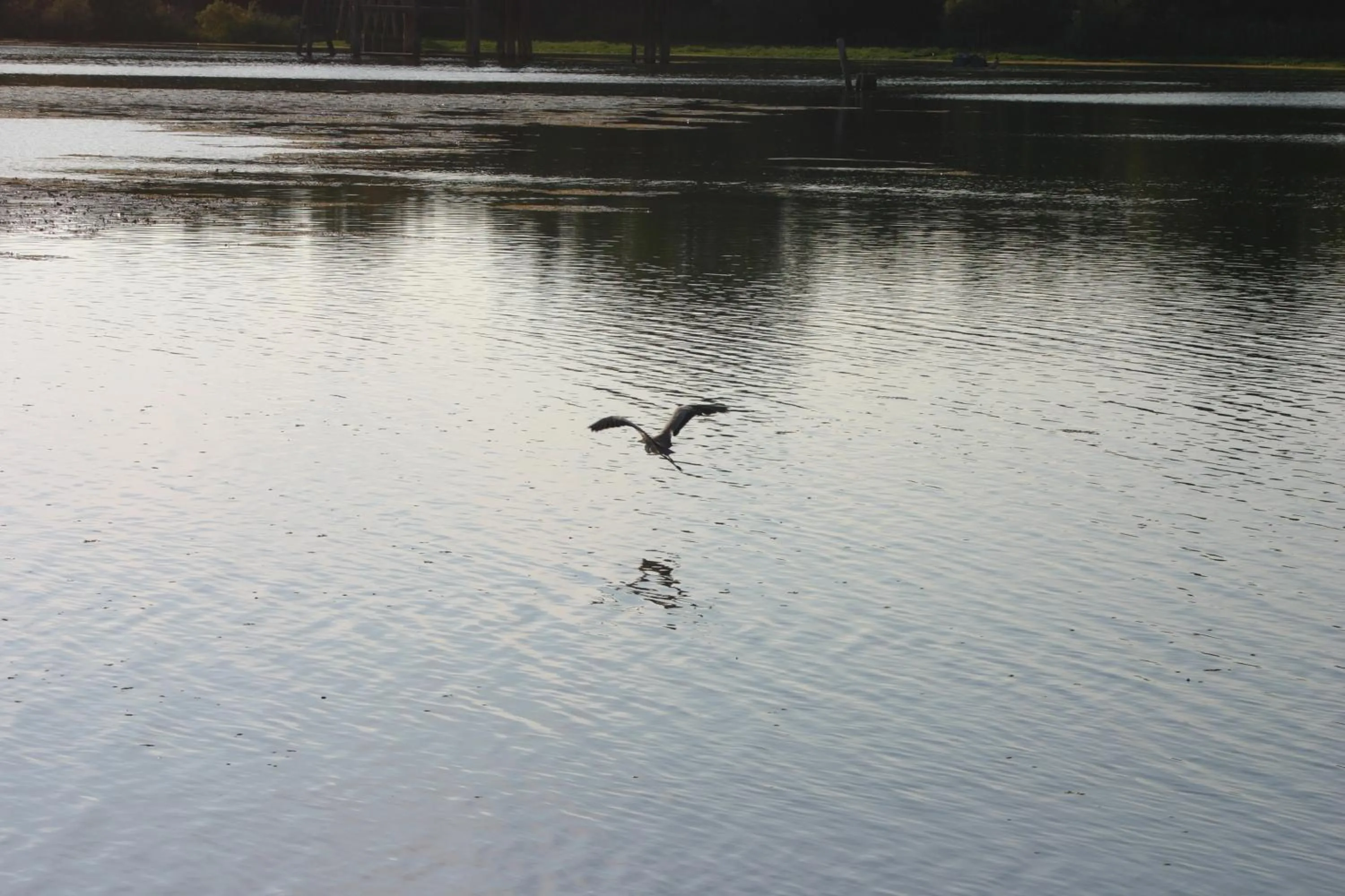 Animals in Hotel Italia City Center