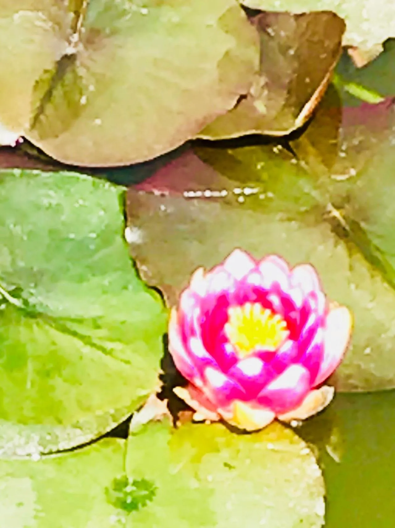 Garden in Les 3 Tilleuls