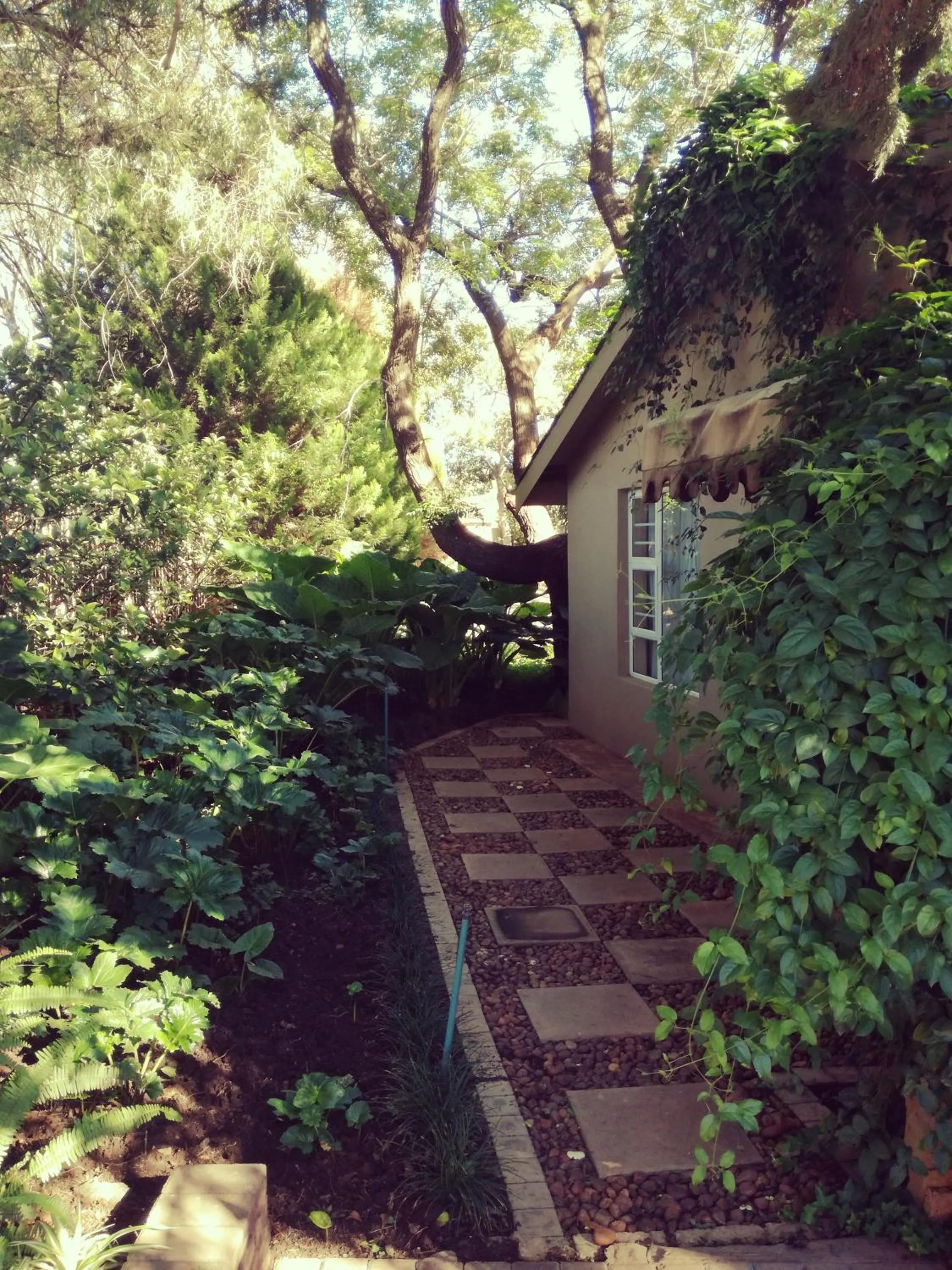 Garden in Bayswater Lodge