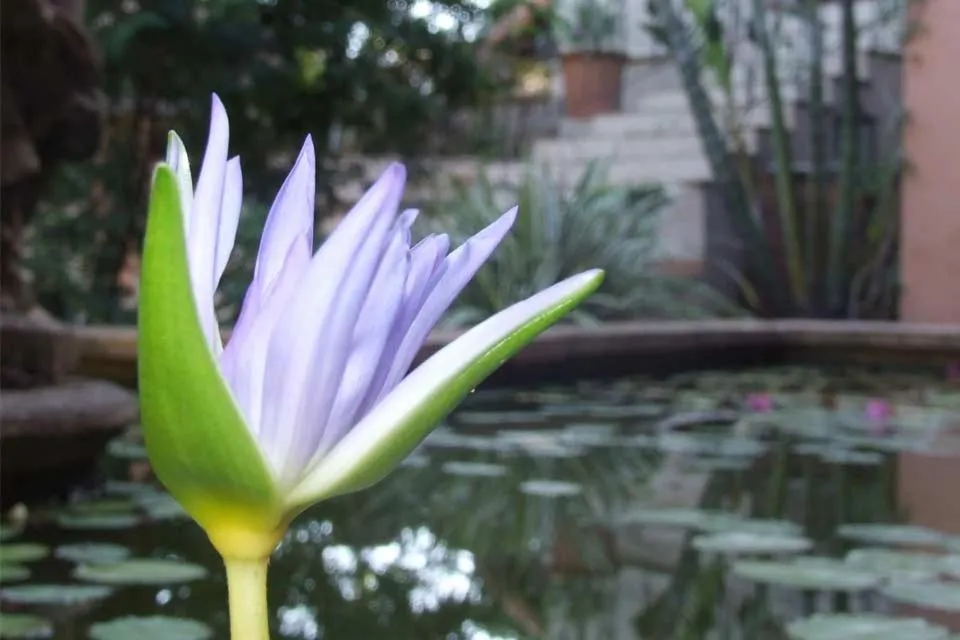 Spring in Stephan's Guest House