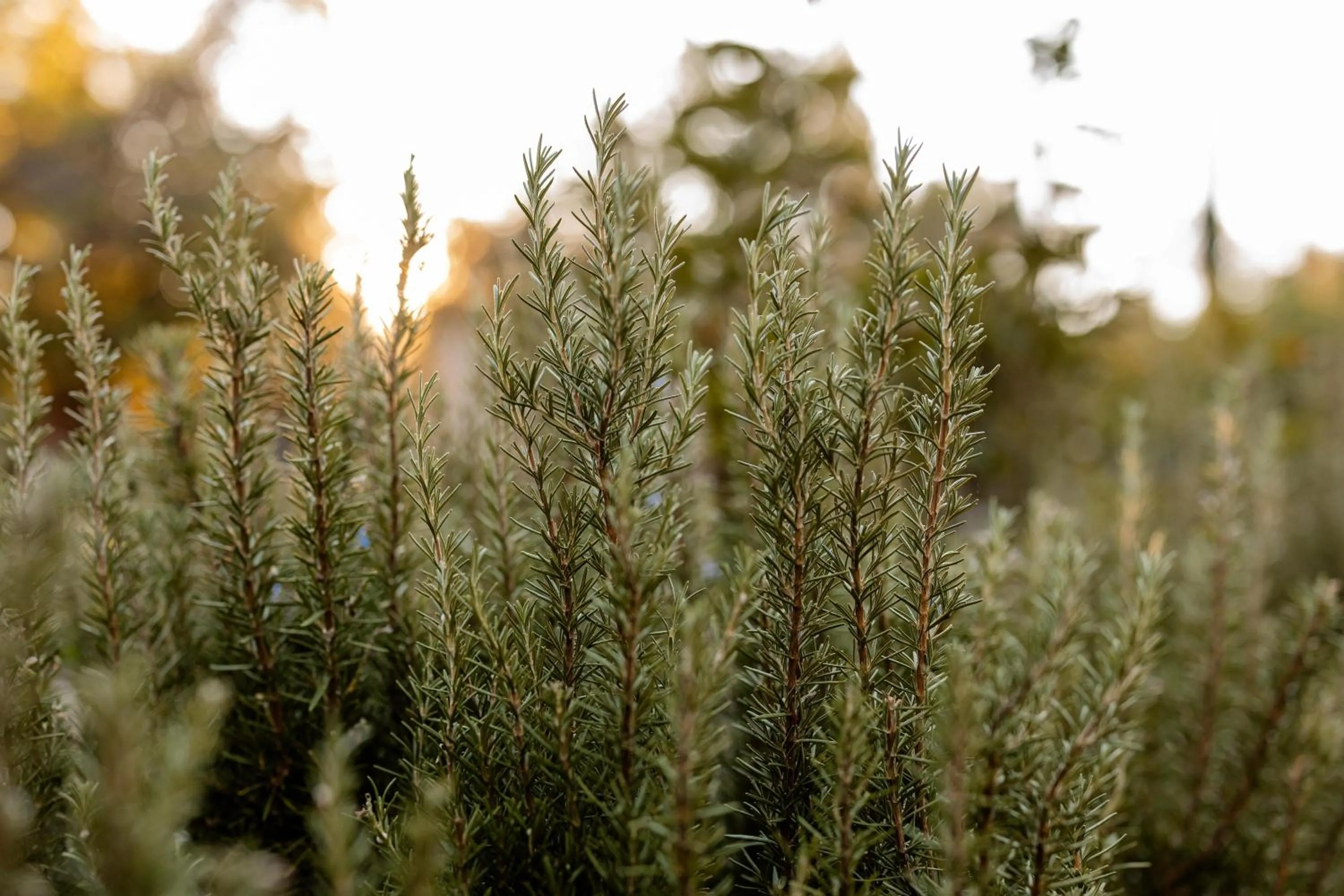 Garden in Rancho Bernardo Inn