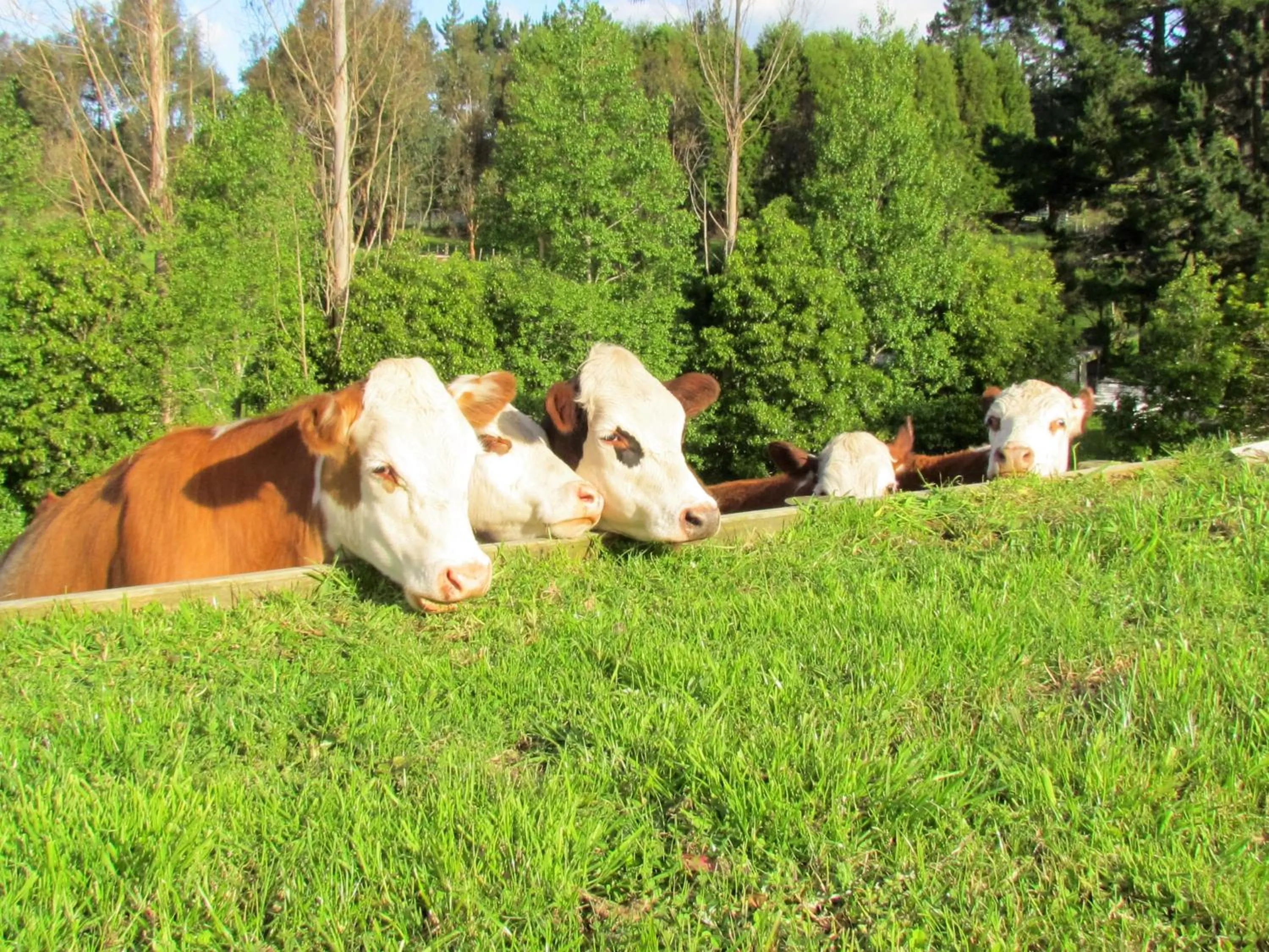 Animals in Rolling Hills Country Stay B&B
