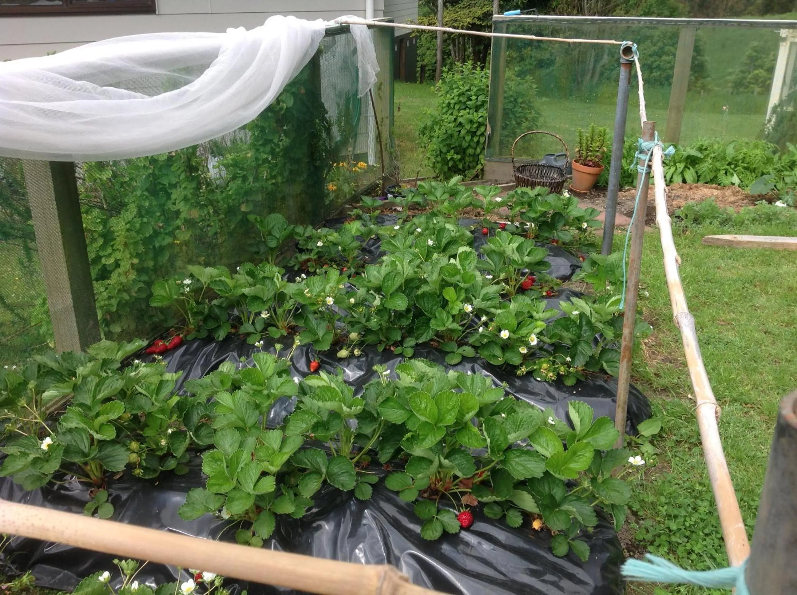 Garden in Rolling Hills Country Stay B&B