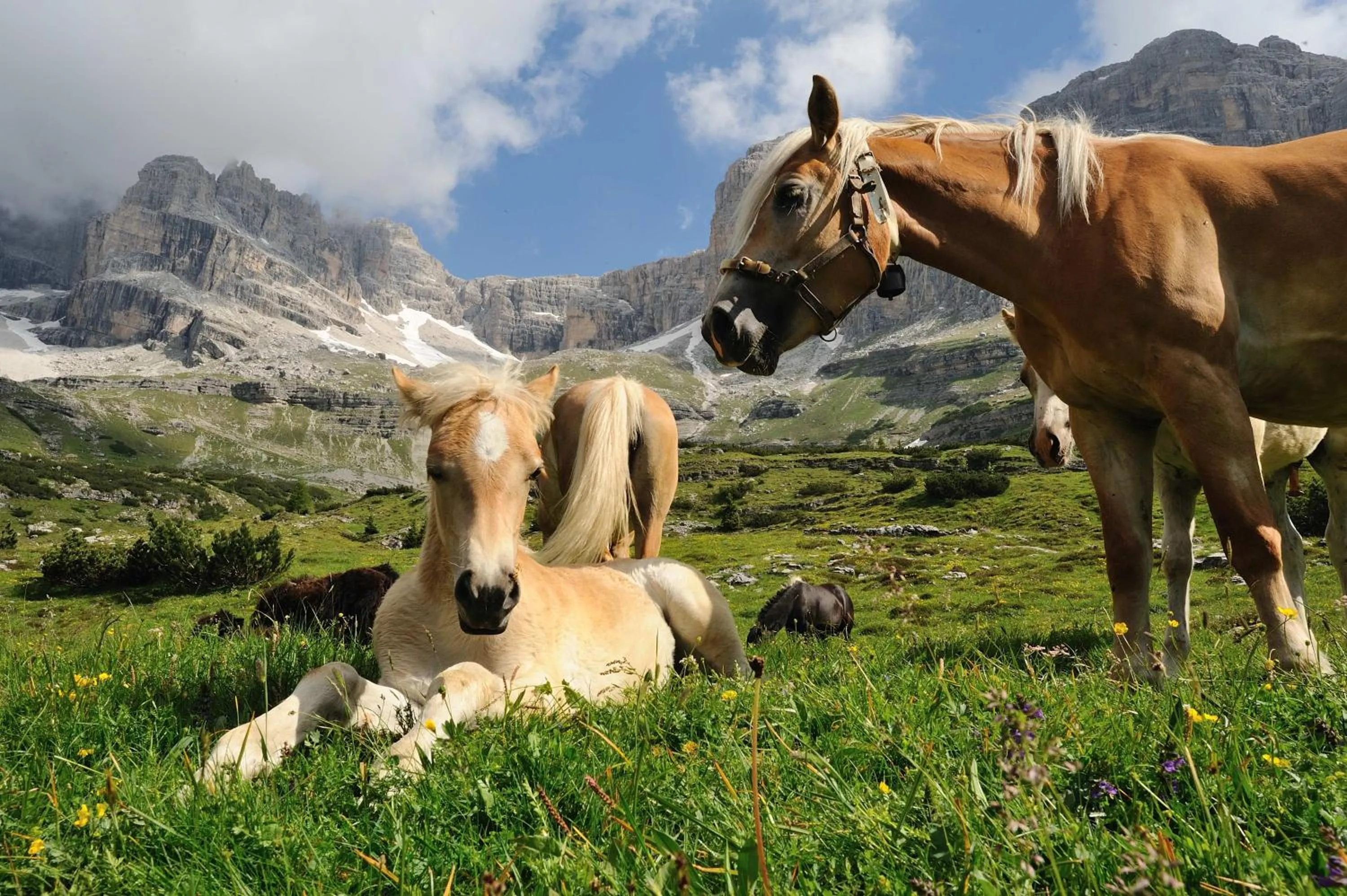 Animals in Miravalle