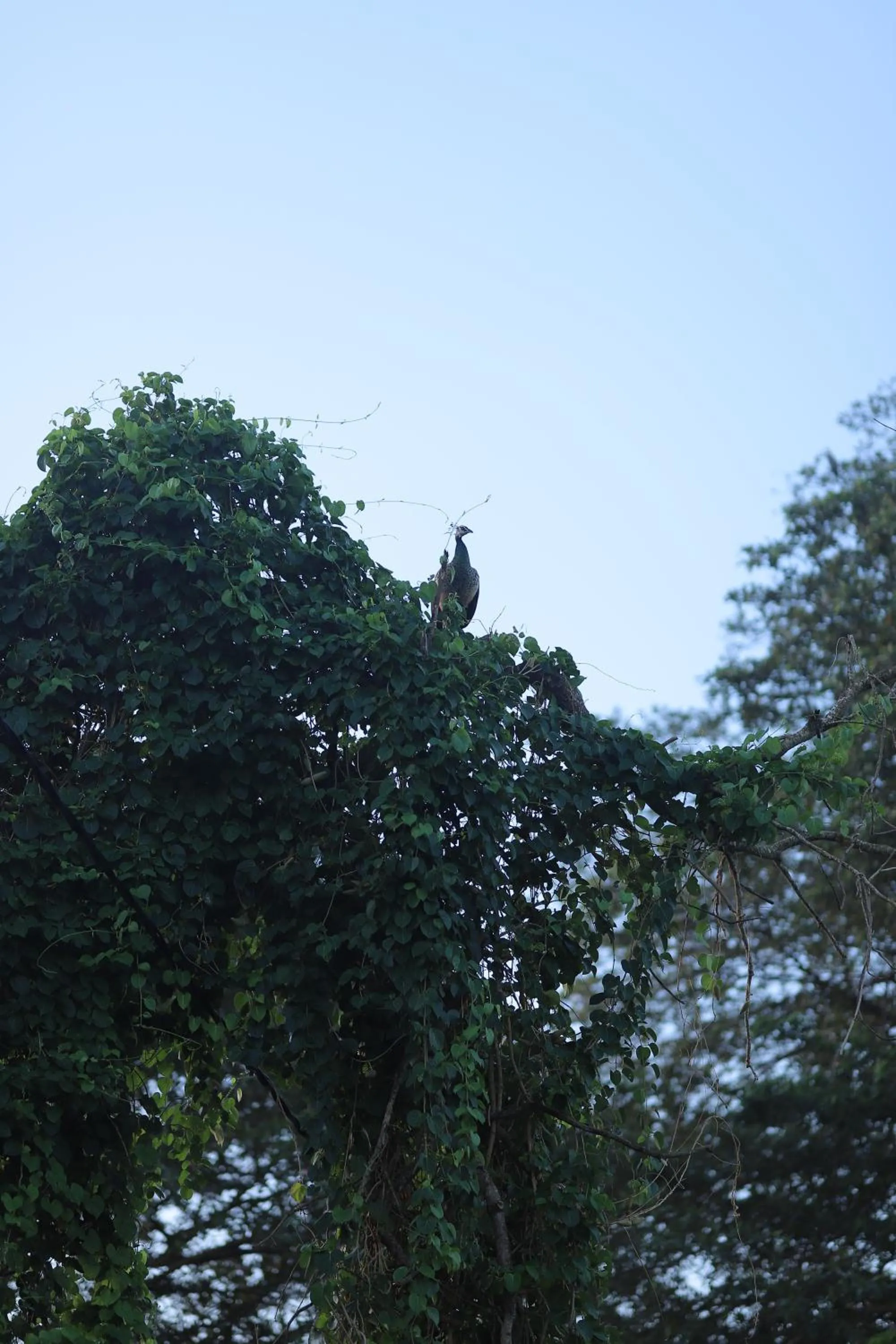 Spring in Birdsong Leisure Resort