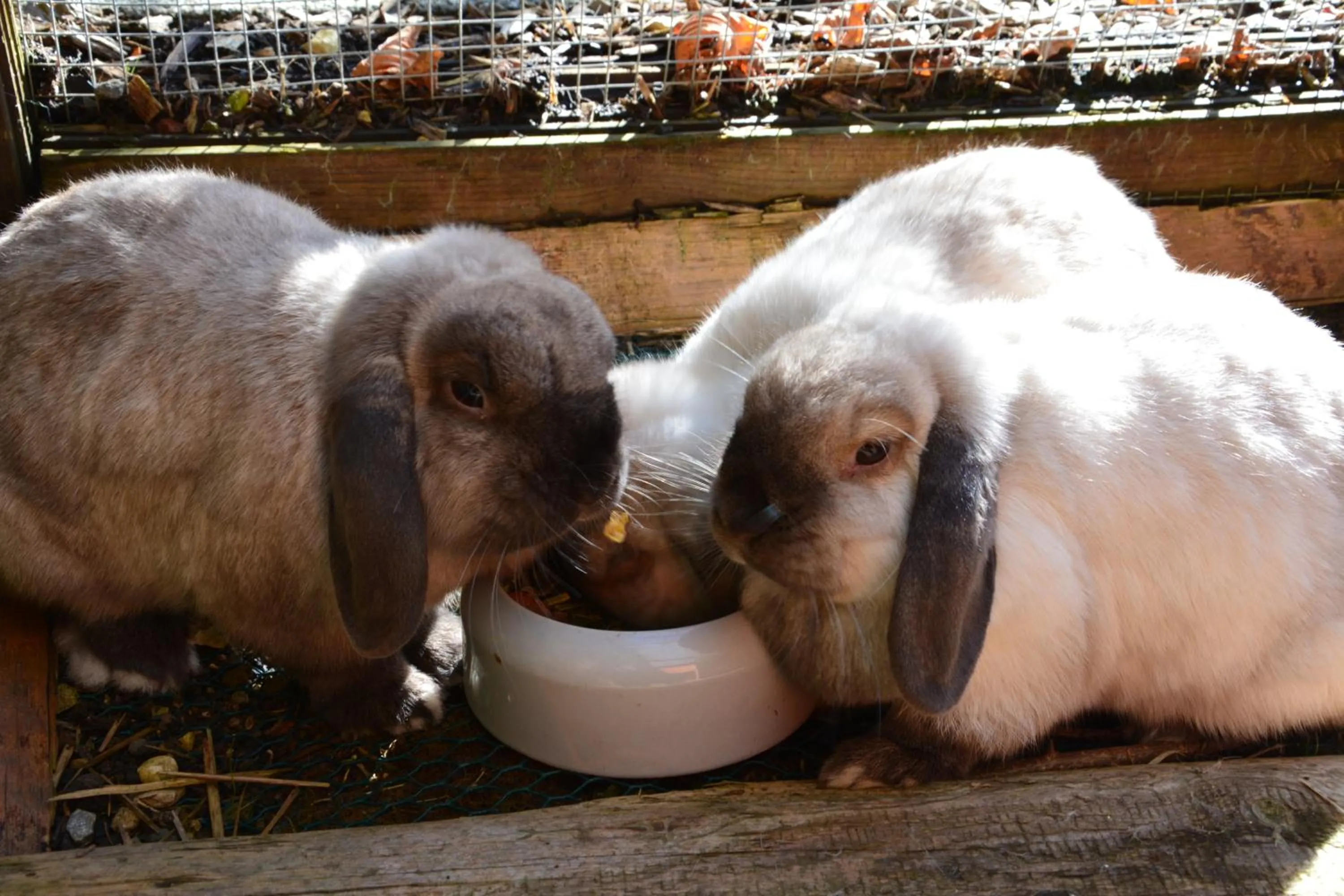 Pets in Landgasthof Hotel Rössle