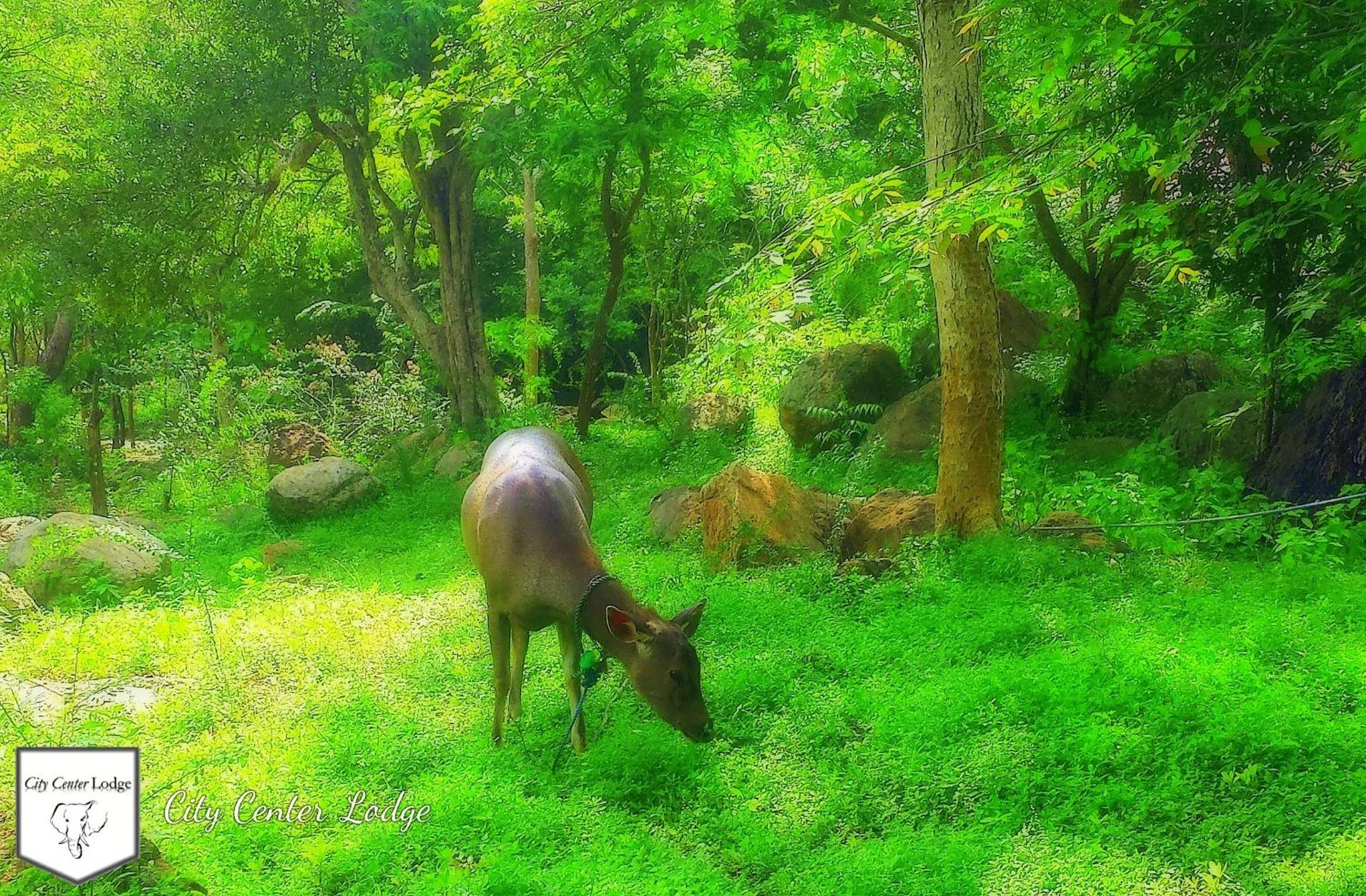 Animals in City Centre Lodge