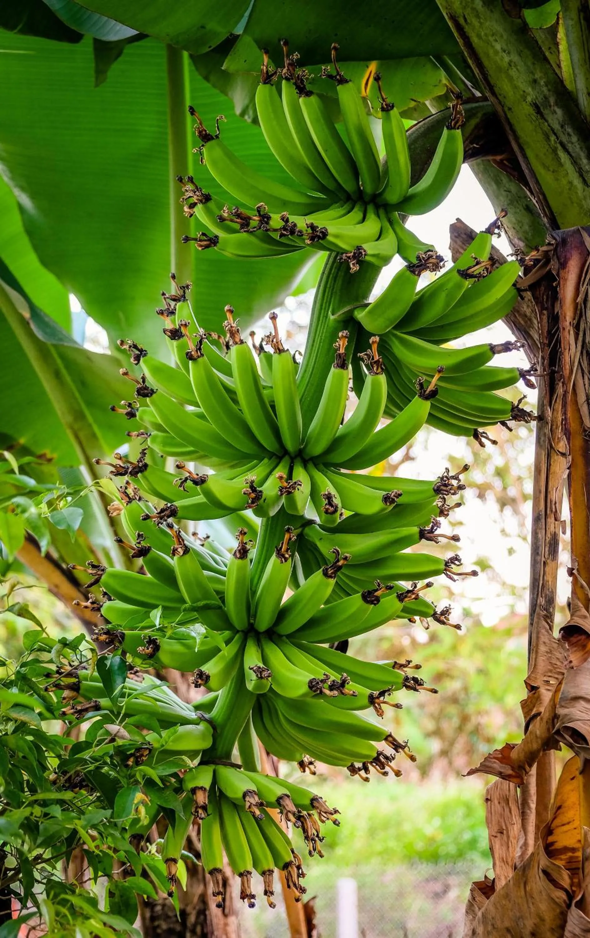Children play ground in Hoi An Golden Rice Villa