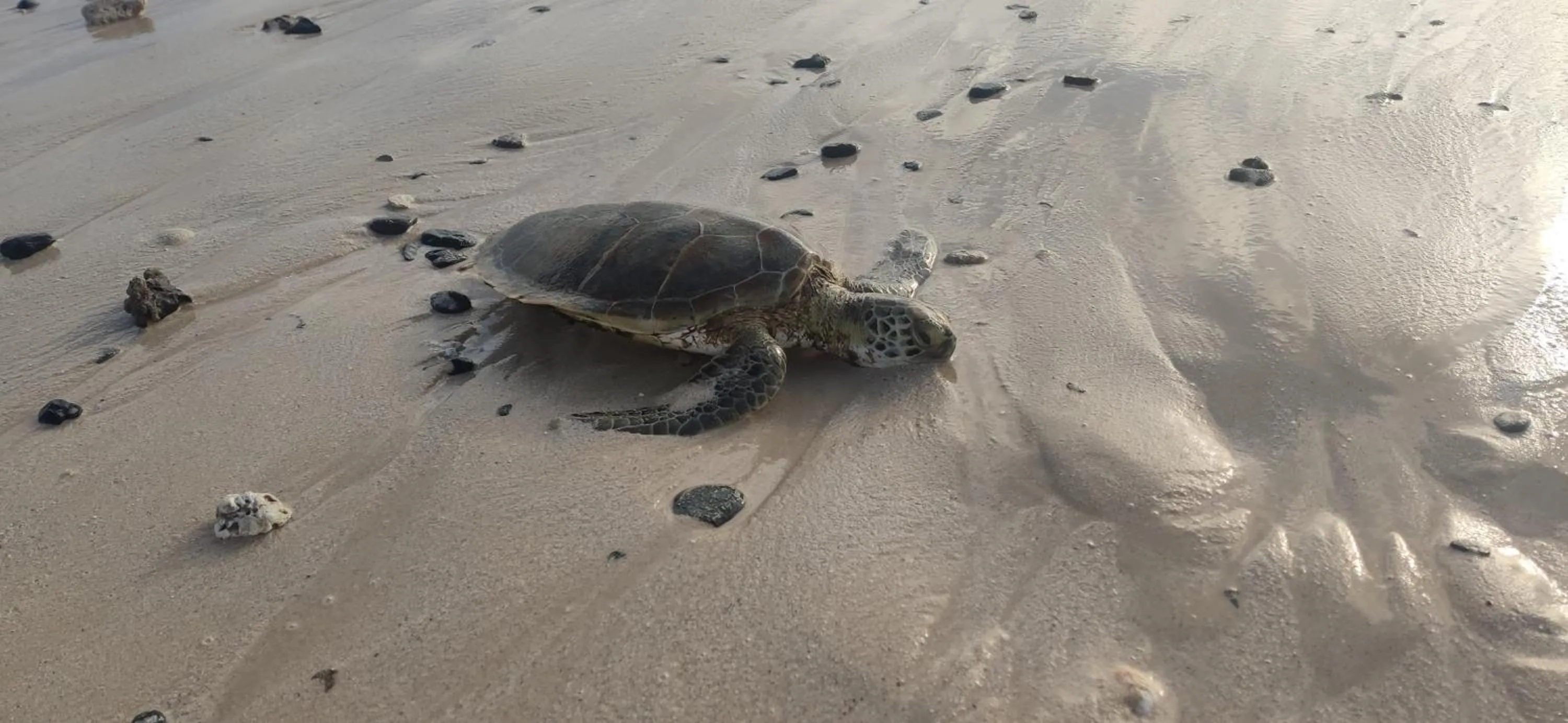 Beach in Apart-Hotel Ca Elsa