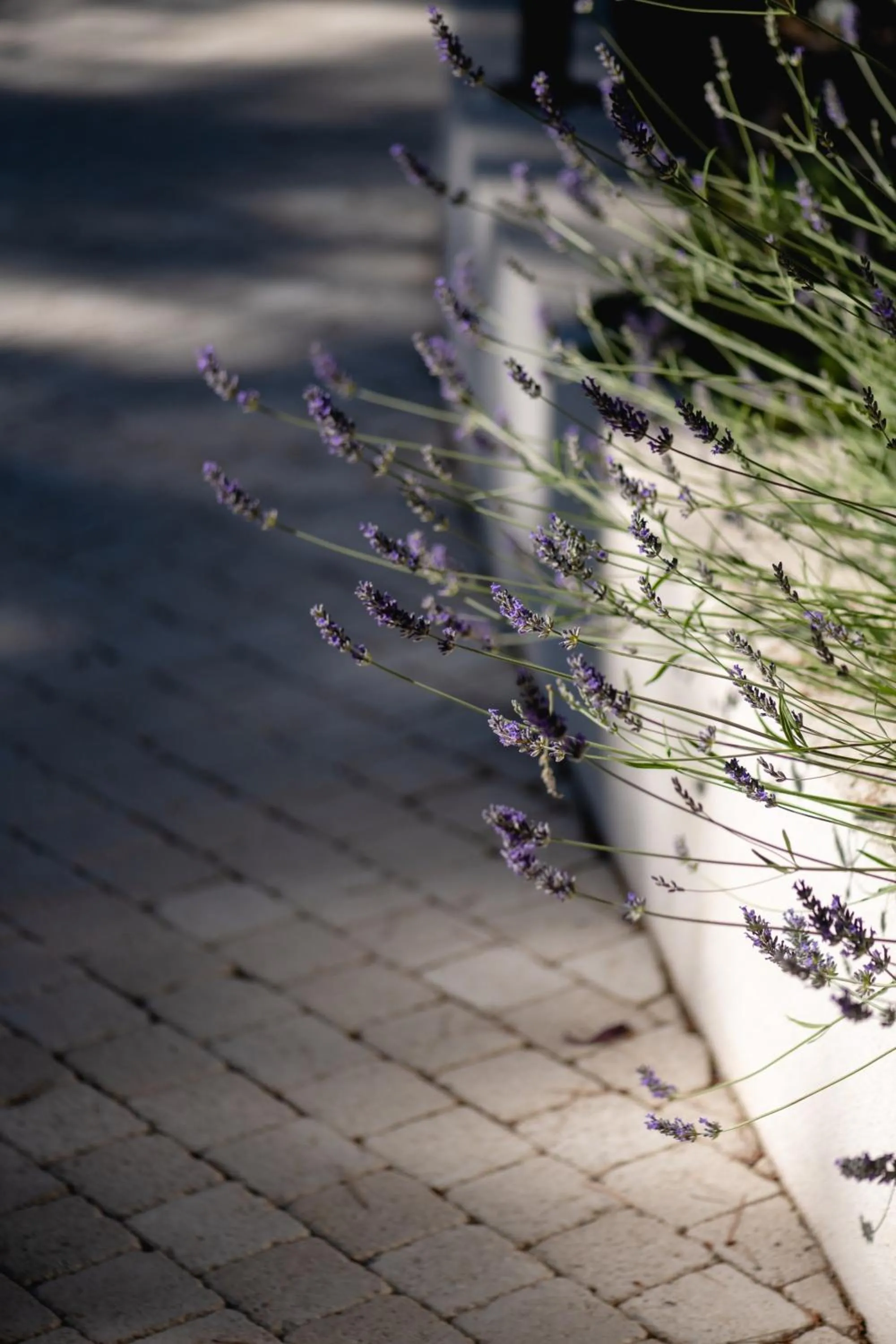 Garden in Les Volets Rouges - Hôtel Cassis - Situé dans le Parc National des Calanques - Parking Gratuit