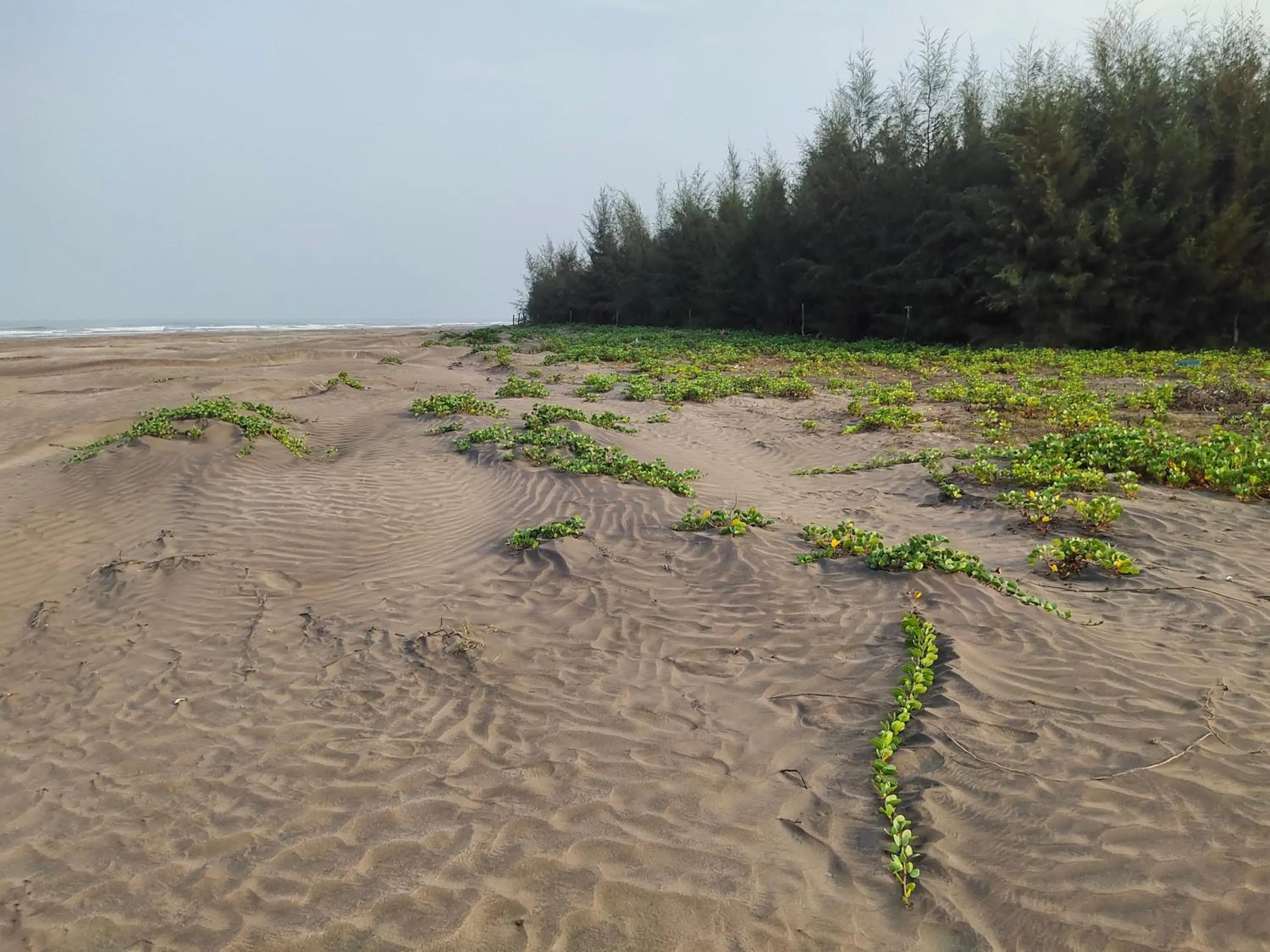 Beach in Whistling Waves Beach Resort