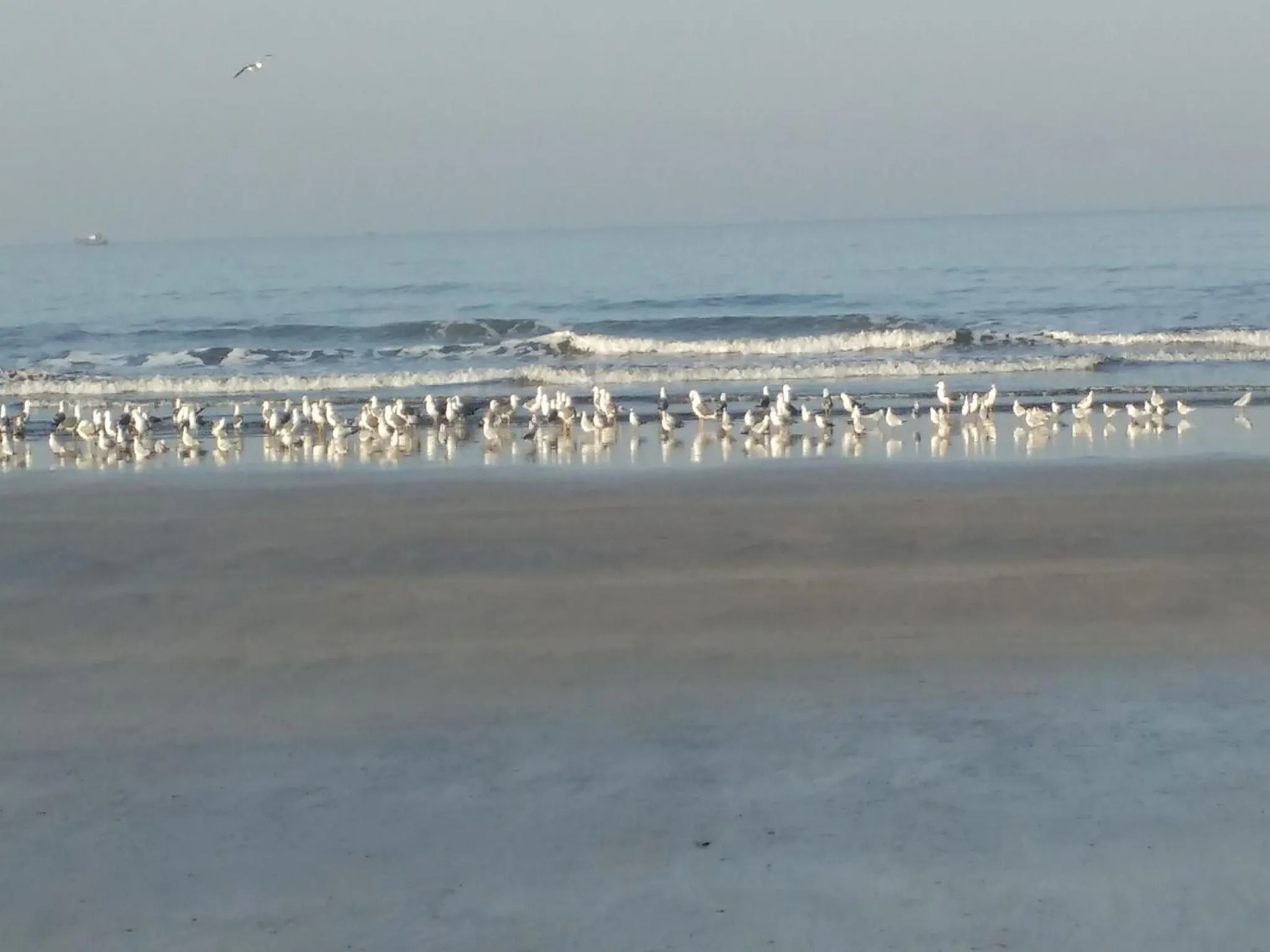 Animals in Whistling Waves Beach Resort