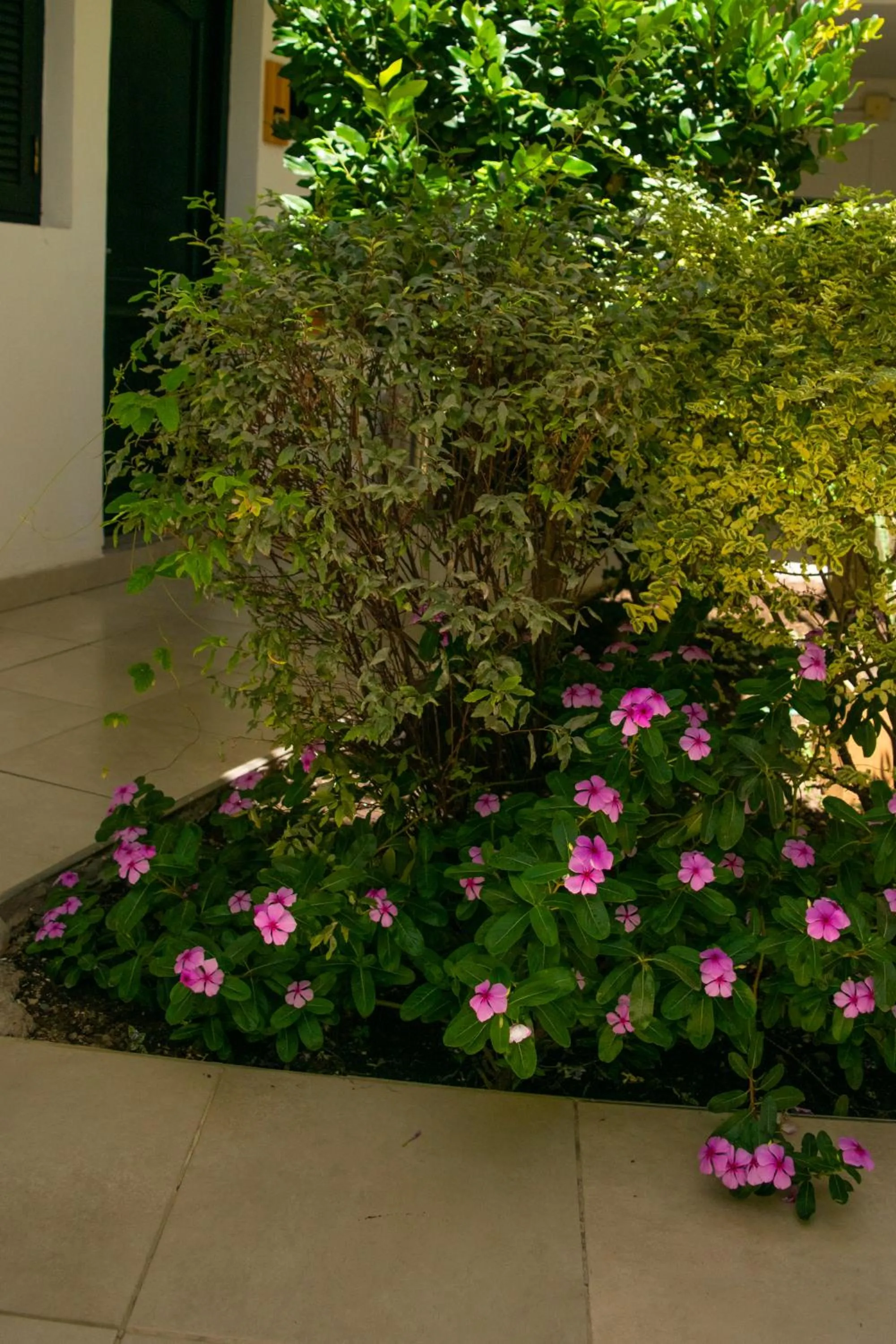 Garden in Hotel del Tren