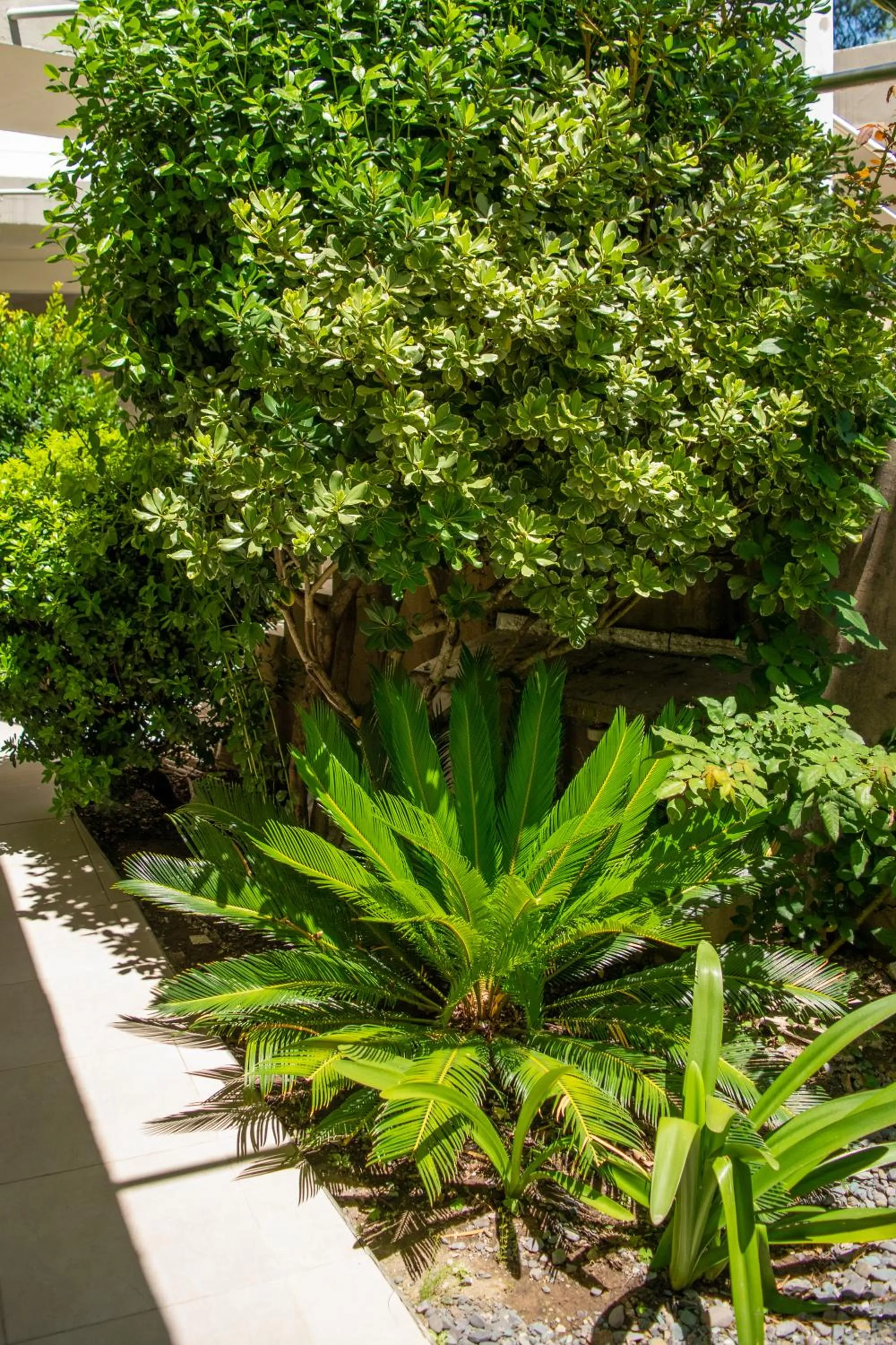 Garden in Hotel del Tren
