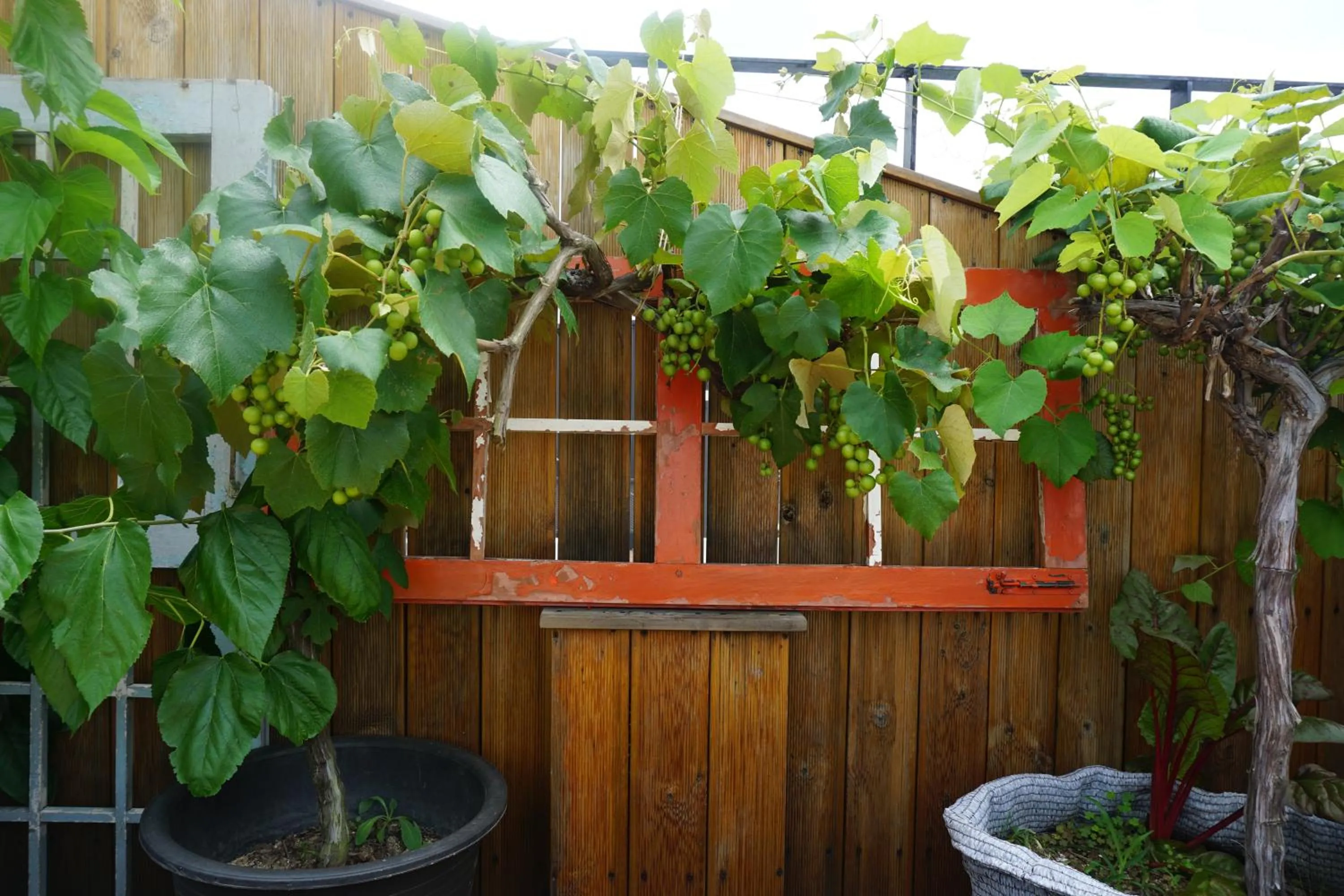 Garden in Grim Garden Guesthouse