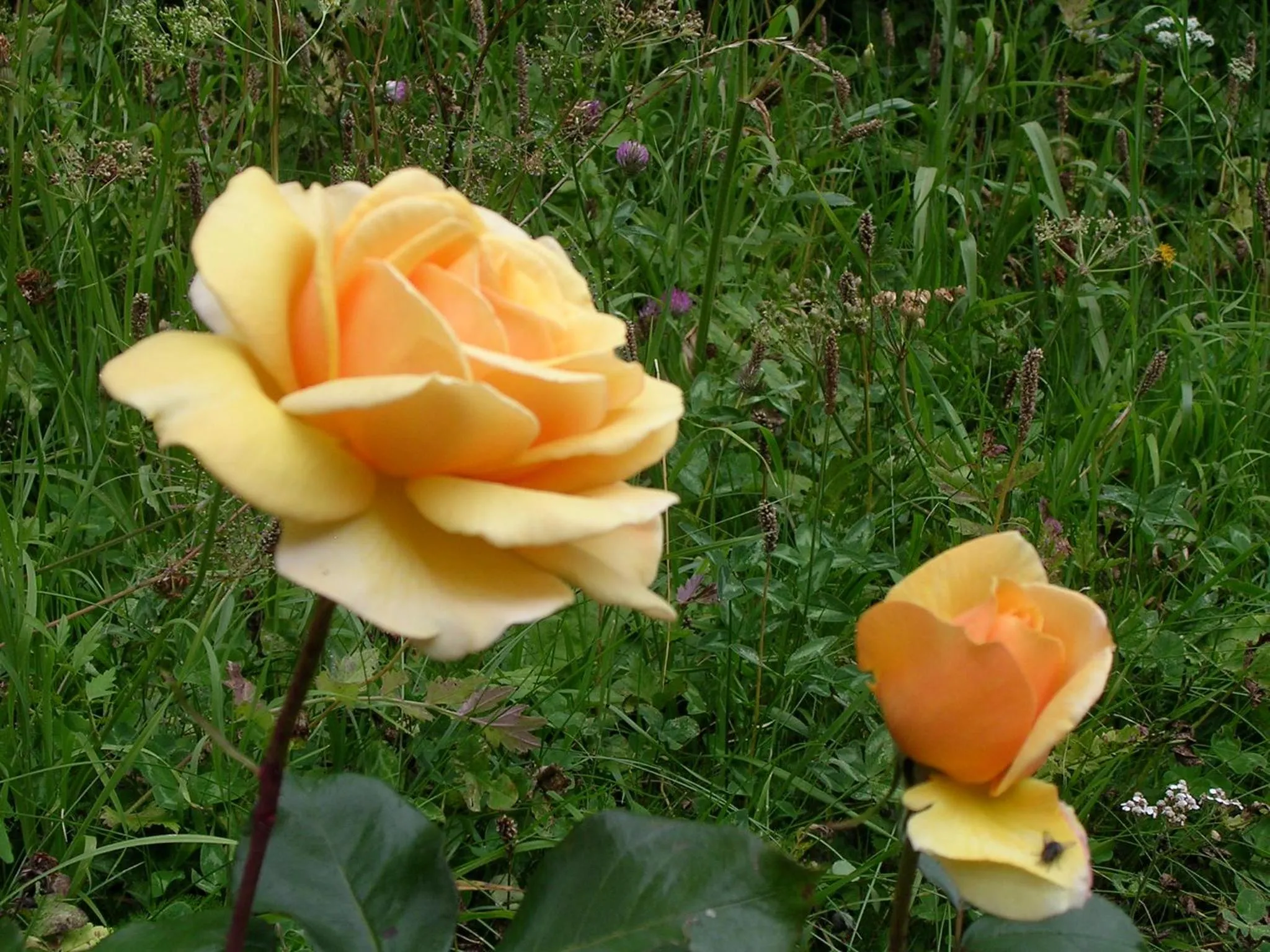 Garden in Charmehotel Uhrerhof - Deur