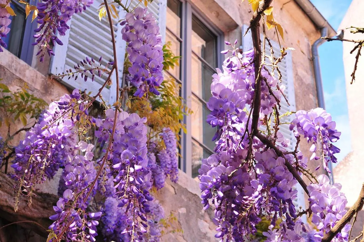 Property building in Les Glycines Vézelay