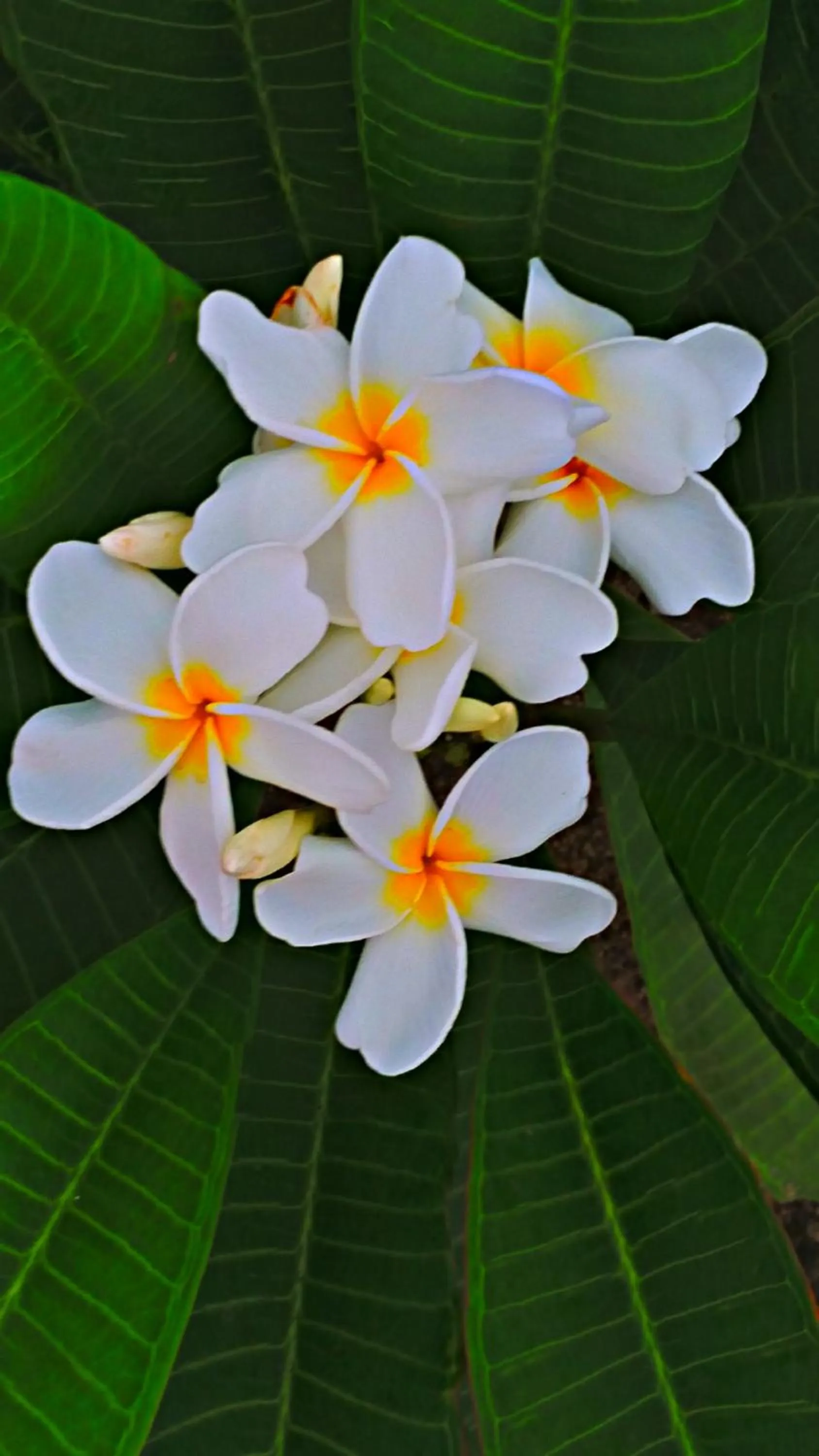 Garden in Villa Star of the Sea