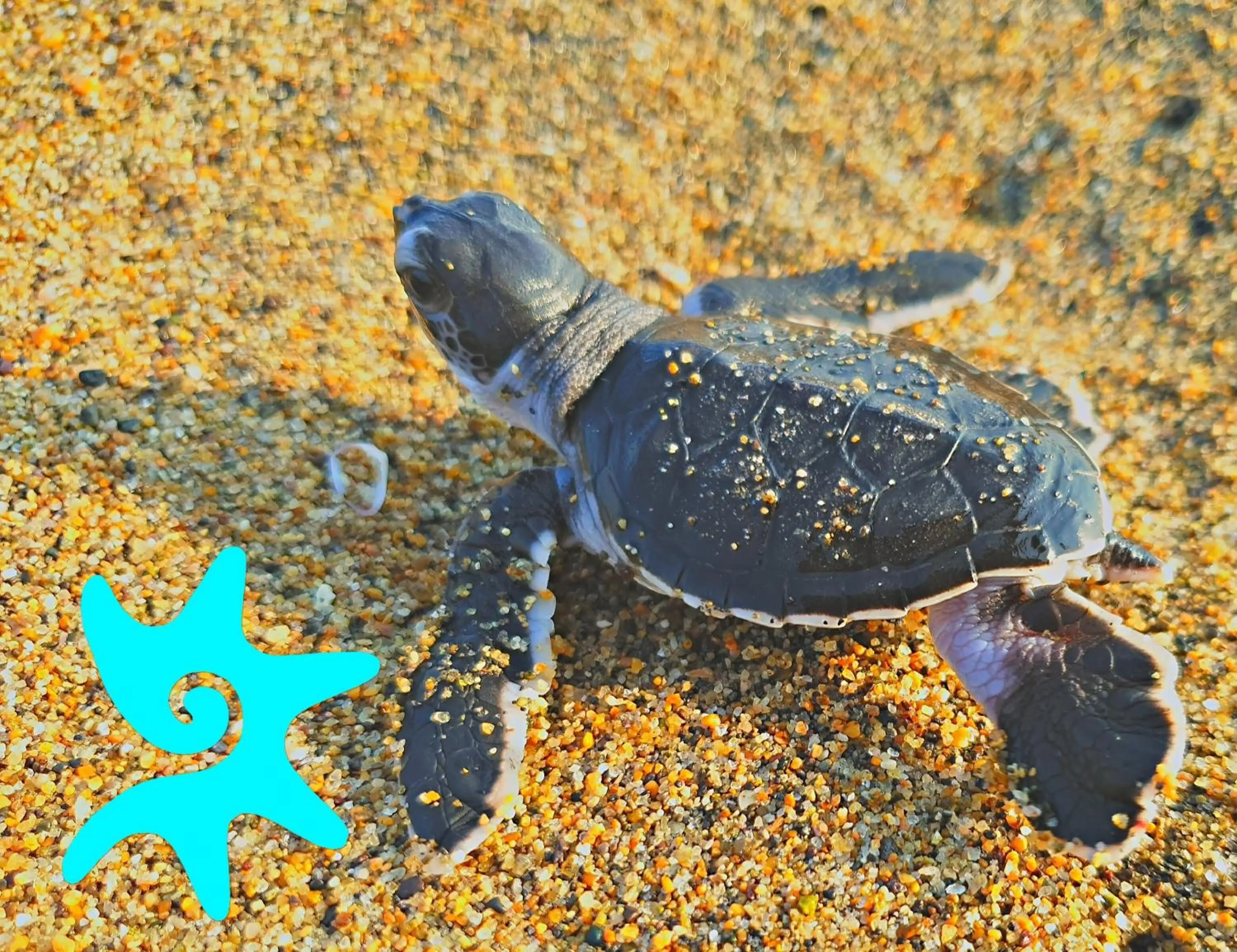 Animals in Villa Star of the Sea