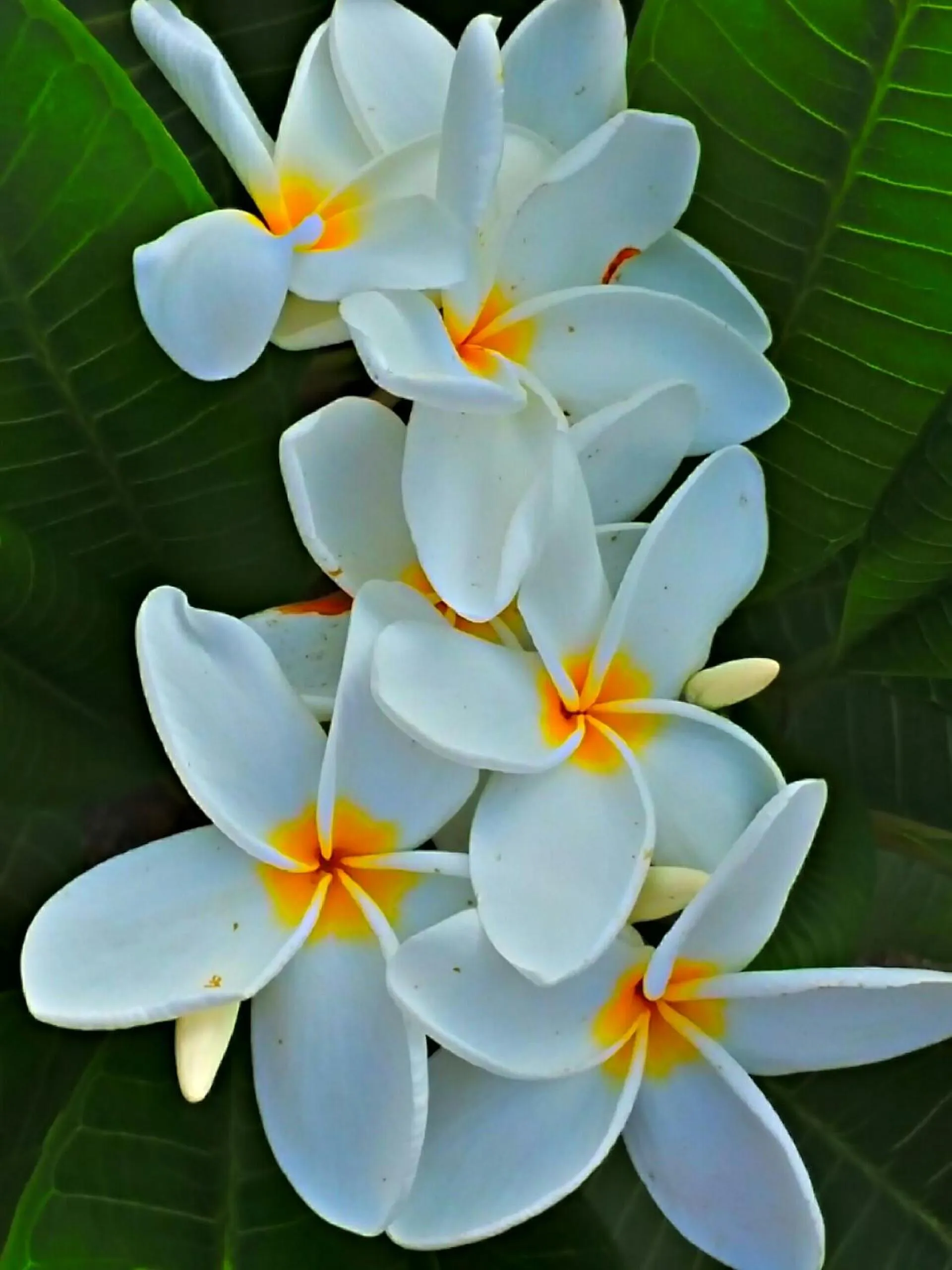 Garden in Villa Star of the Sea