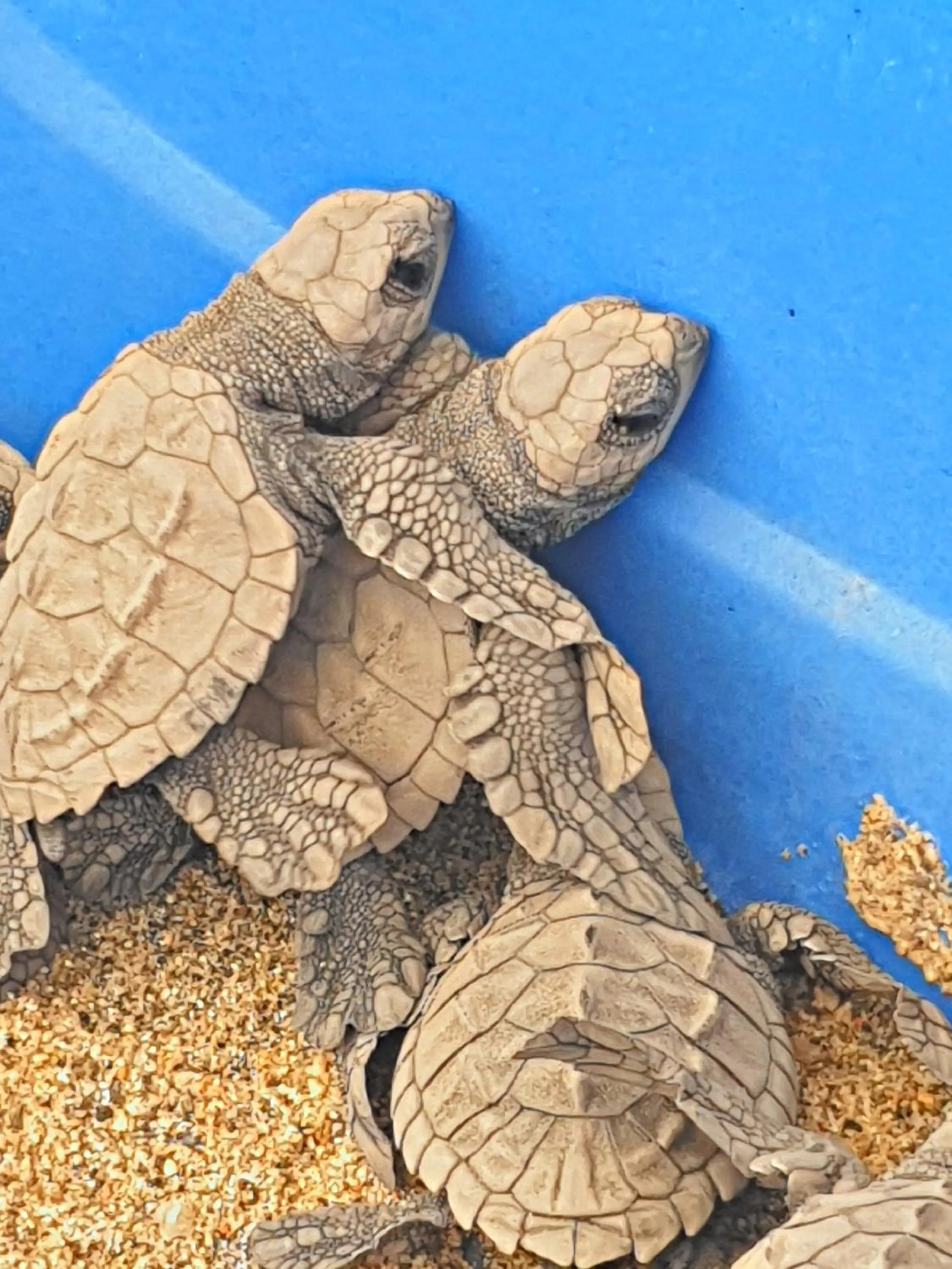 Villa Star of the Sea