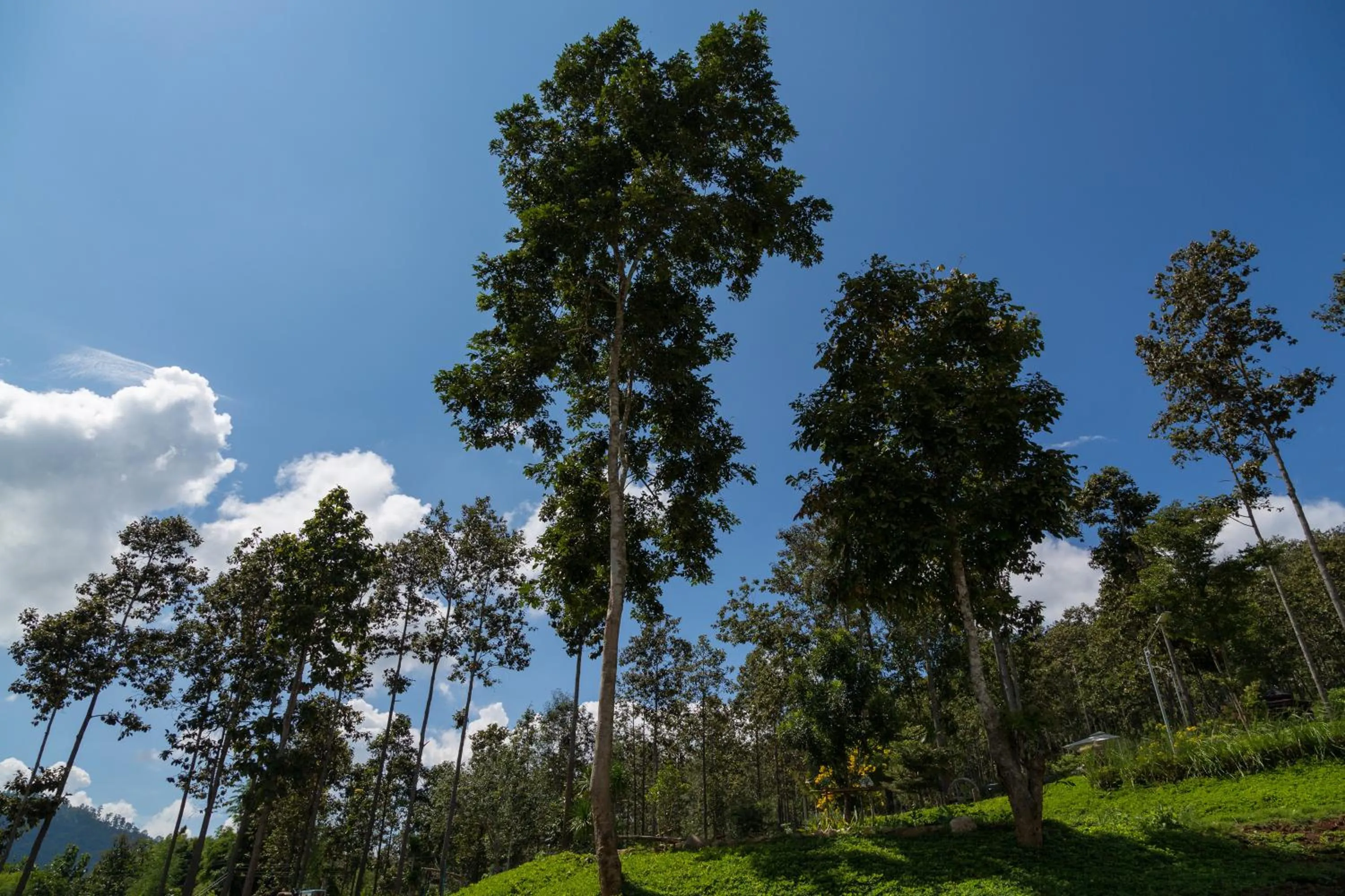 Property building in Phu Pha View Doi